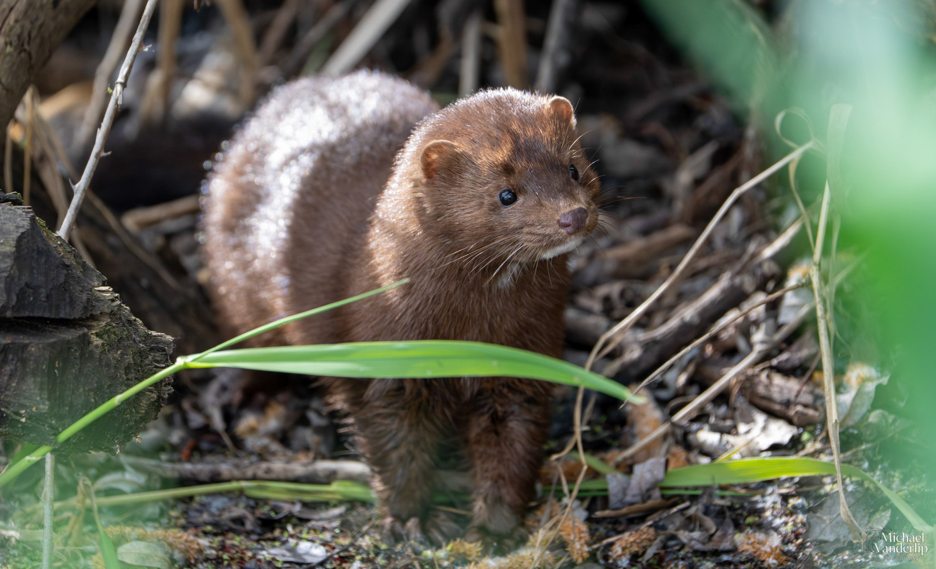 American Mink along the Bear Creek Greenway near Talent, Oregon.
