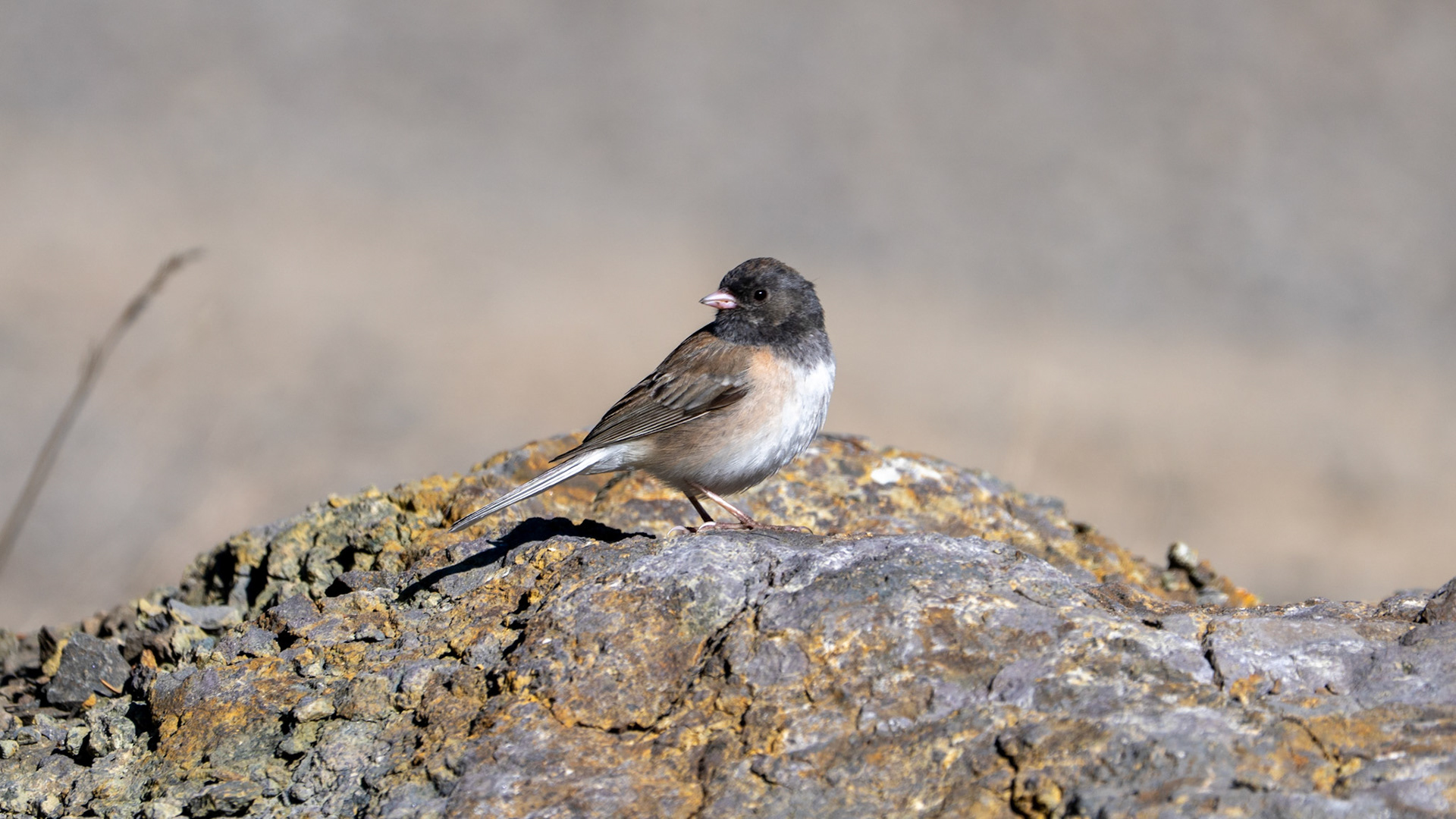 Dark-Eyed Junco along the Pacific Crest Trail near Mt. Ashland, Oregon.