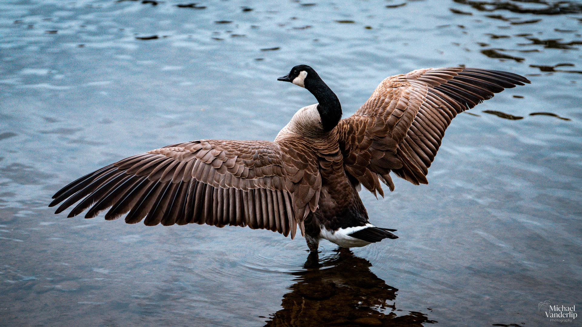 Canada Goose, Riverside Park, Grants Pass, Oregon.