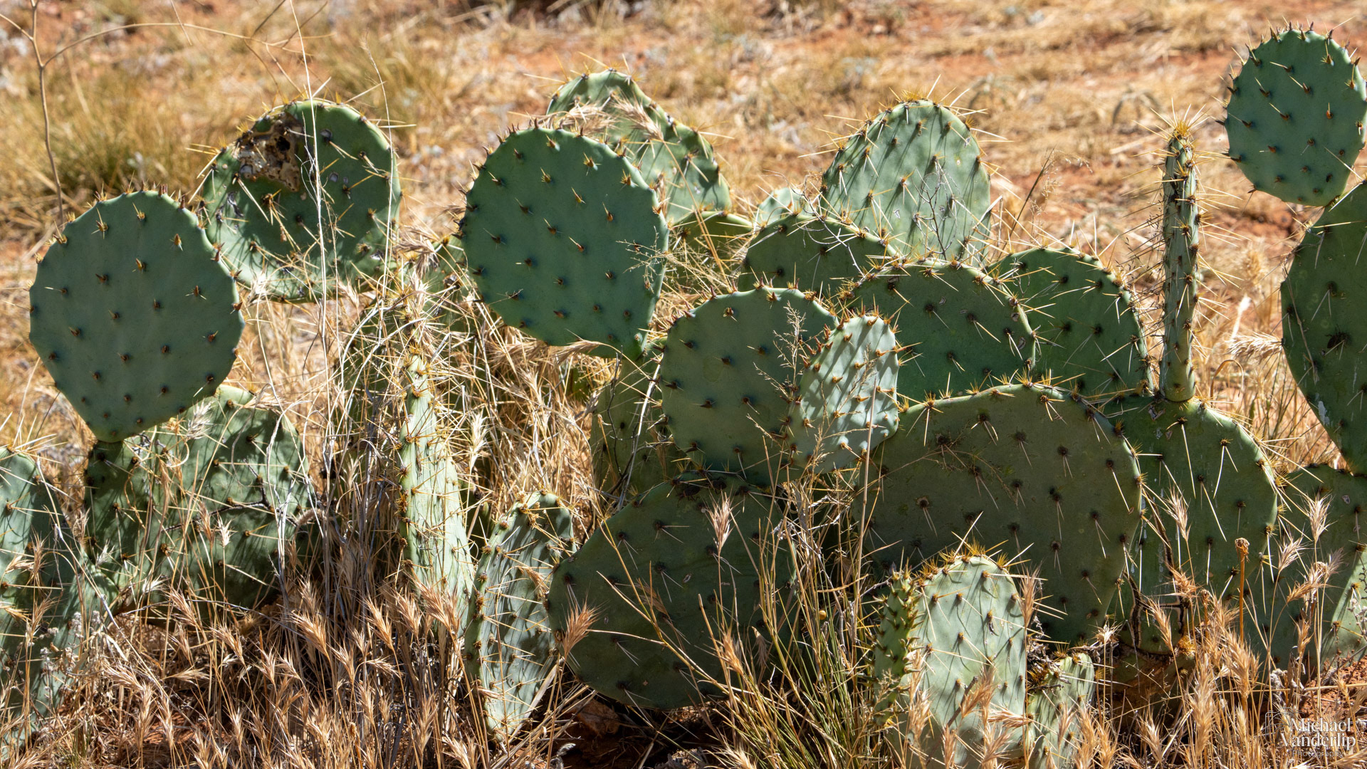 Prickly Pear Cactus in the hills near Sedona, Arizona.