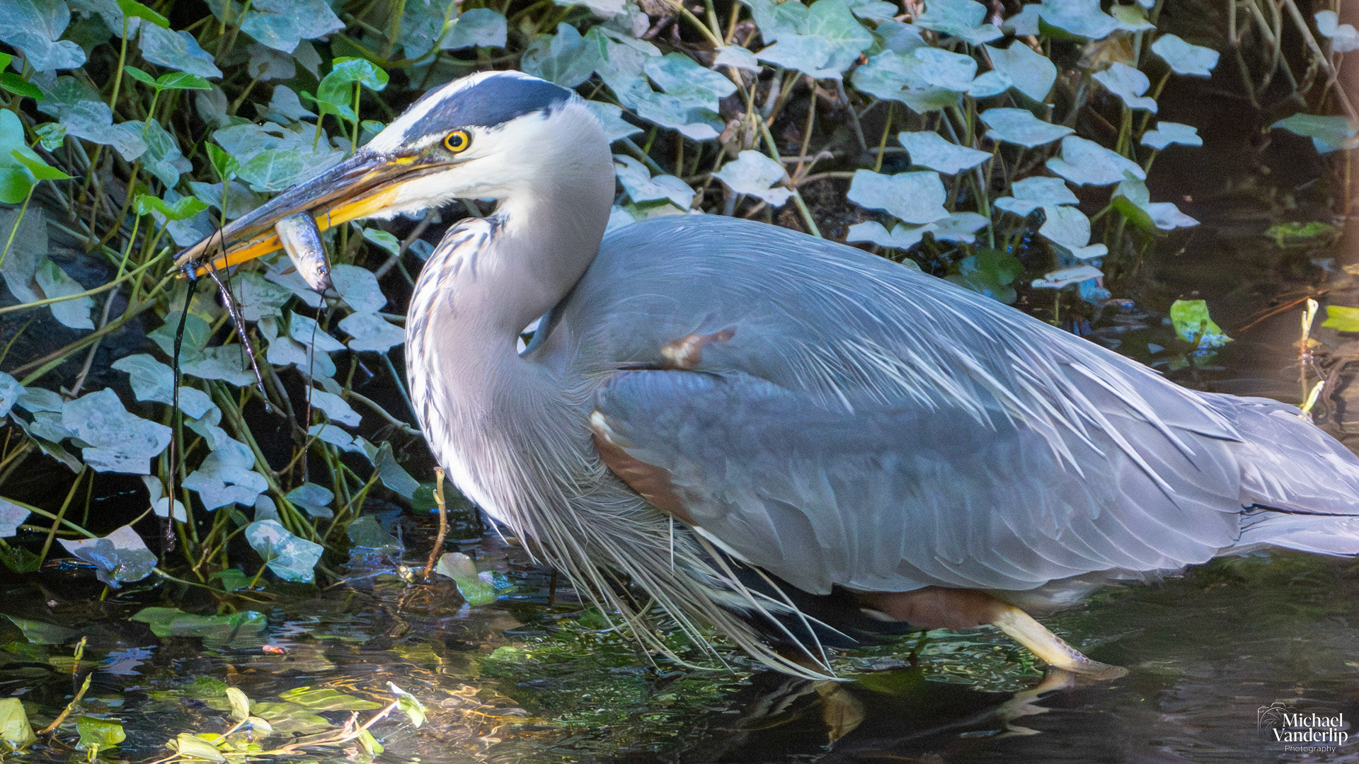 Great Blue Heron in Lithia Park, Ashland, Oregon.
