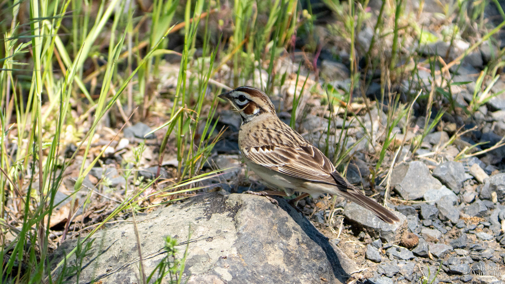Lark Sparrow on Lower Table Rock, Central Point, Oregon.