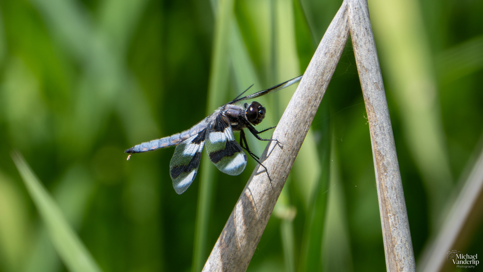 Twelve-Spotted Skimmer Dragonfly along the Bear Creek Greenway near Talent, Oregon.