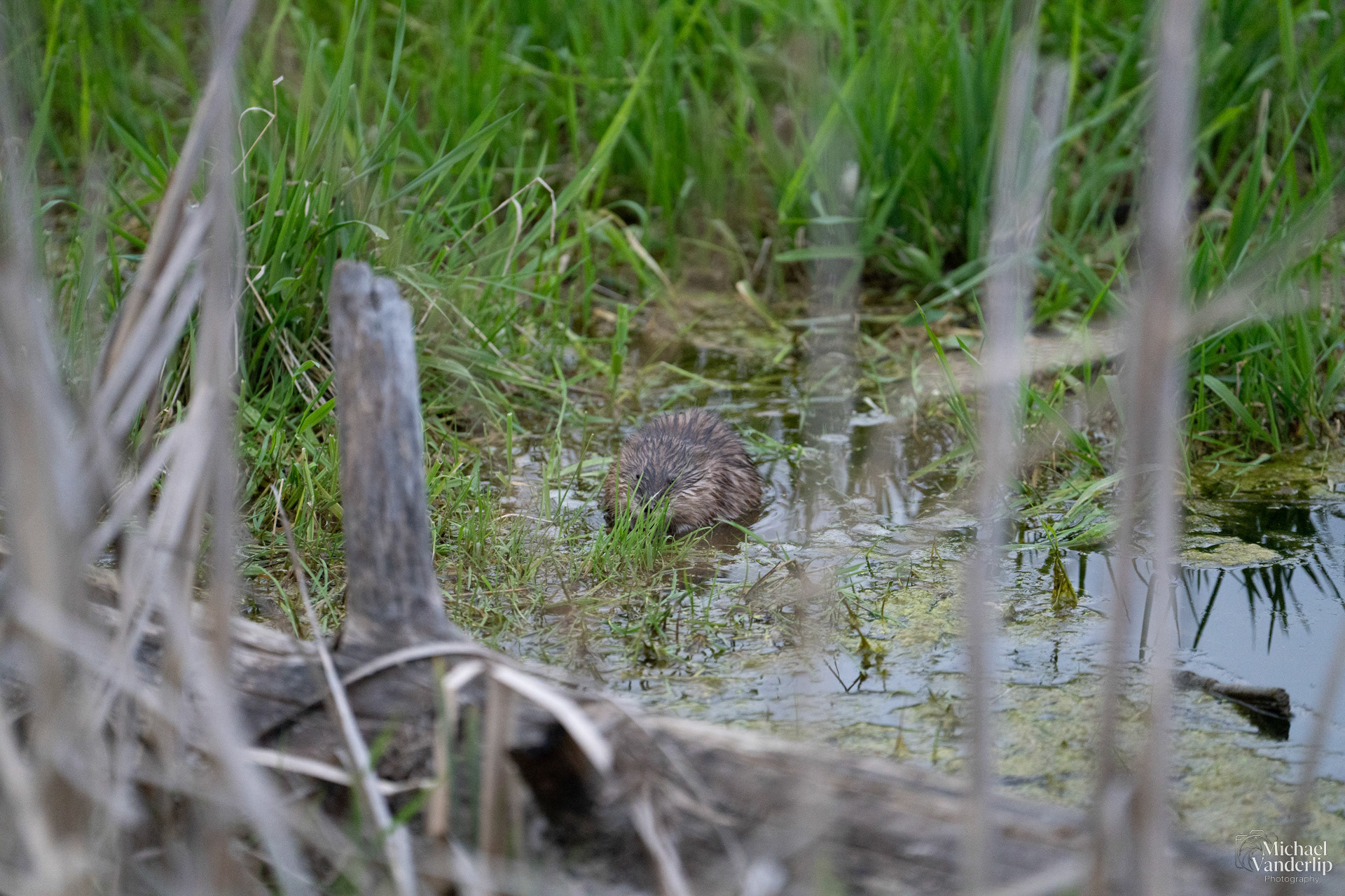 Muskrat along the Bear Creek Greenway near Talent, Oregon.