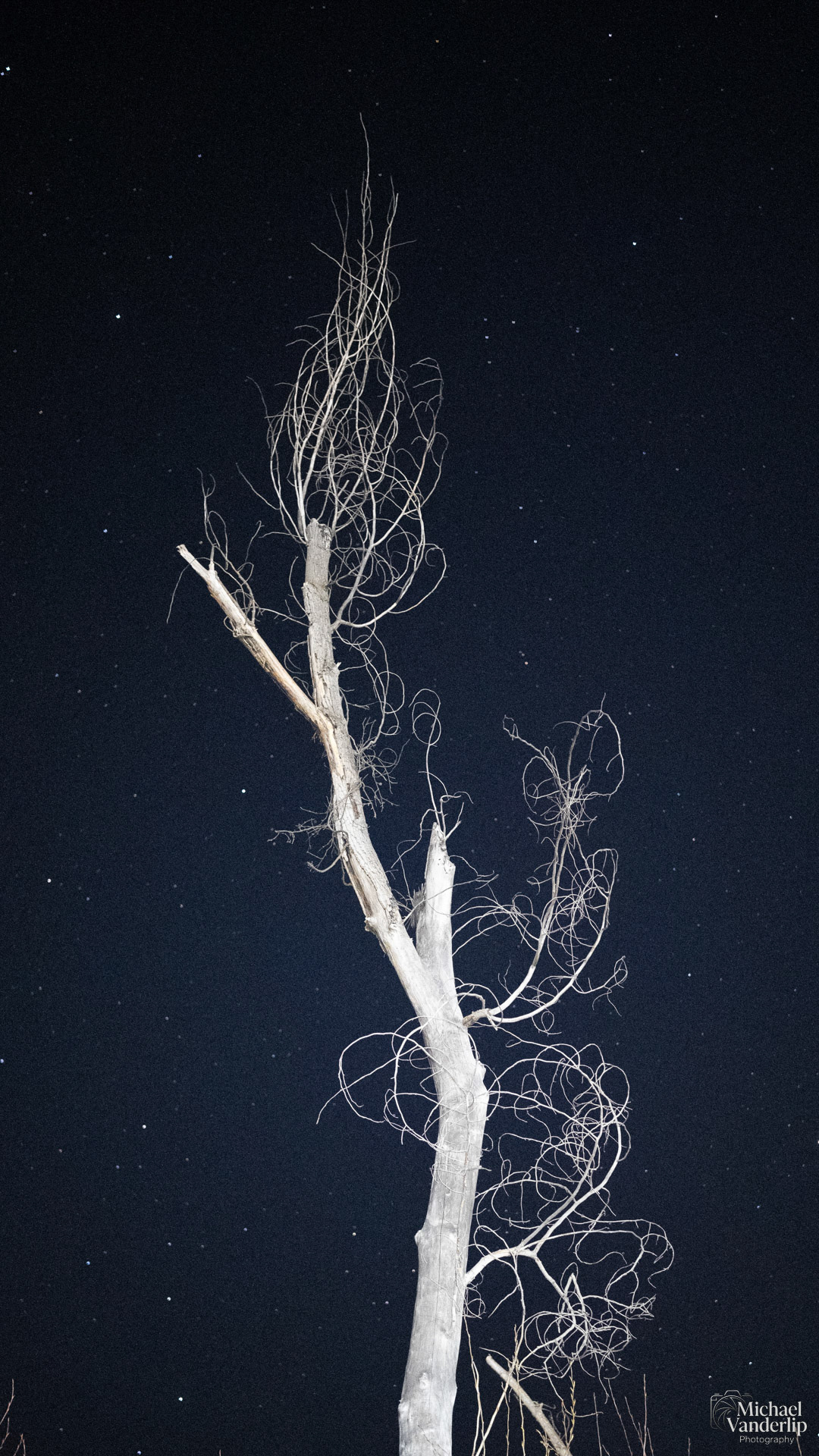 Tree at Night along the Bear Creek Greenway near Talent, Oregon.