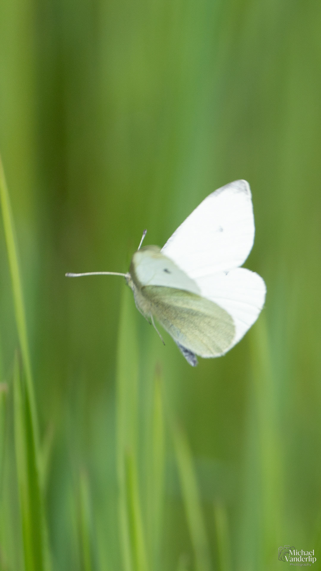 Cabbage White Butterfly along the Bear Creek Greenway near Talent, Oregon.