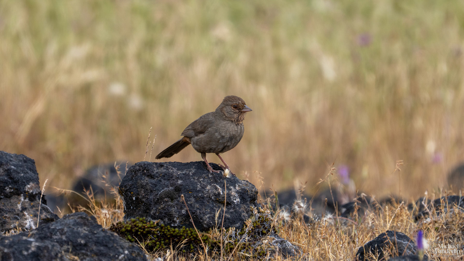 California Towhee on Lower Table Rock, Central Point, Oregon.