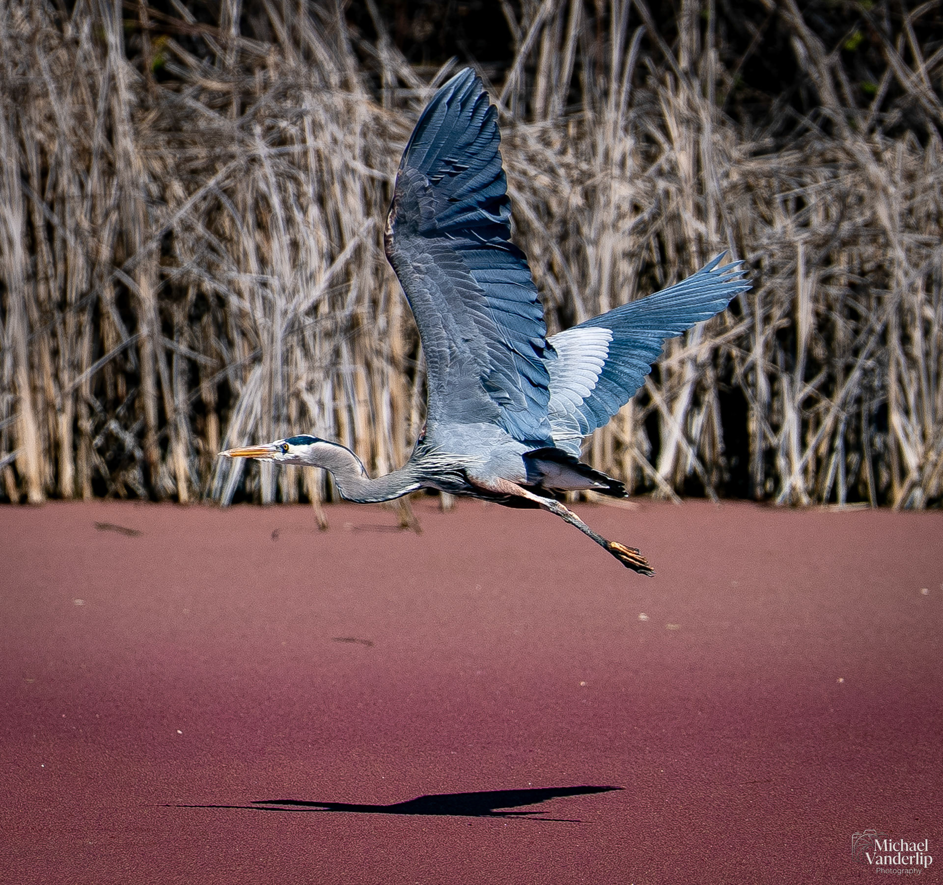 Great Blue Heron along the Bear Creek Greenway near Talent, Oregon.