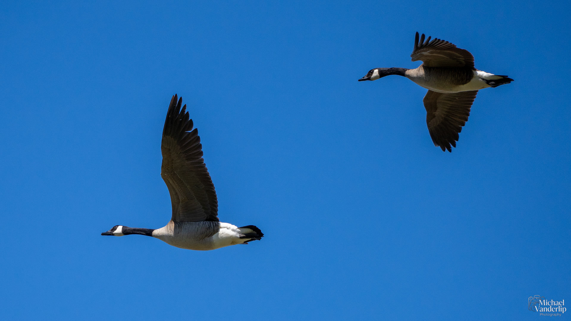 Canada Geese