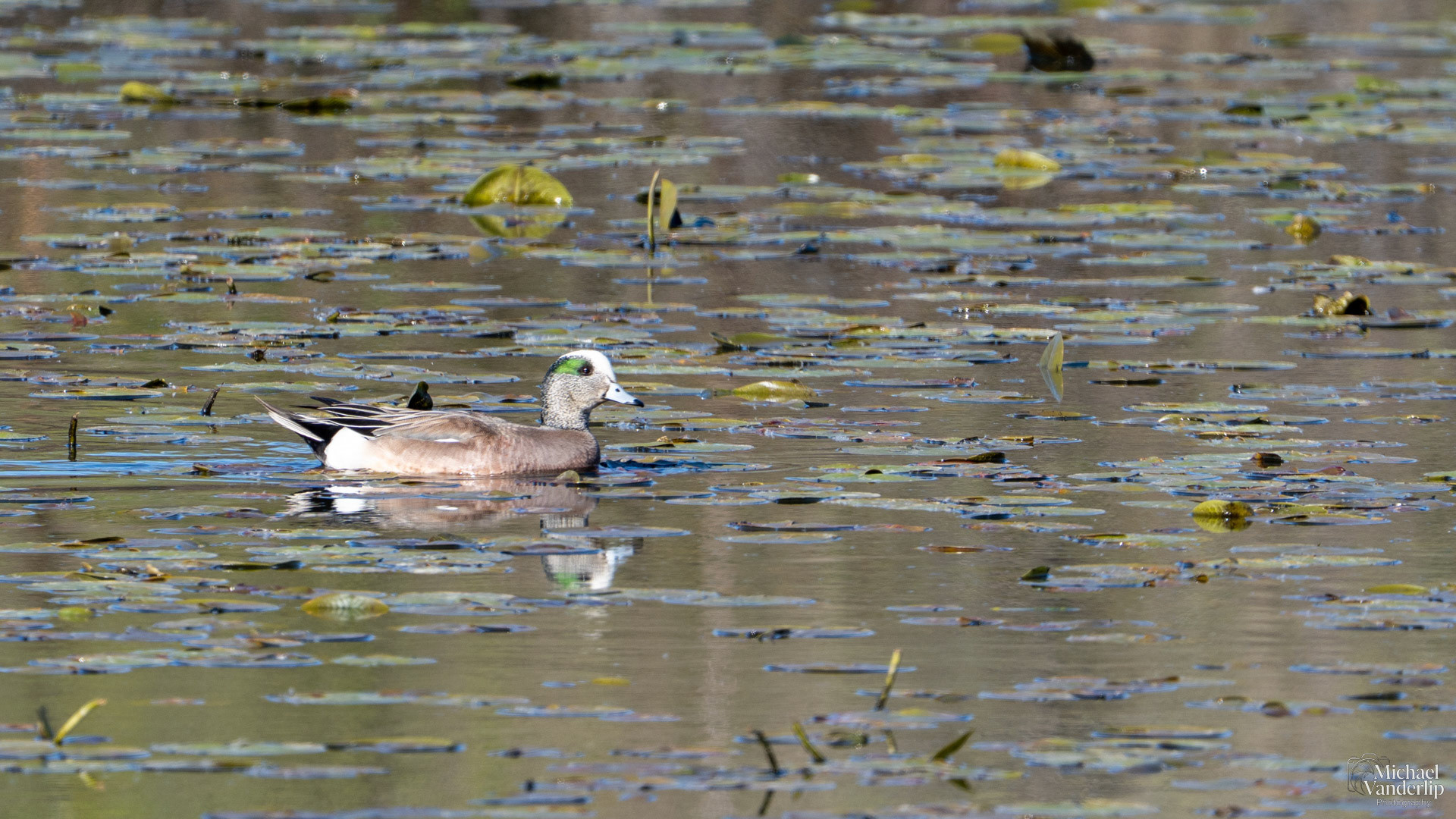 American Wigeon along the Bear Creek Greenway near Talent, Oregon.