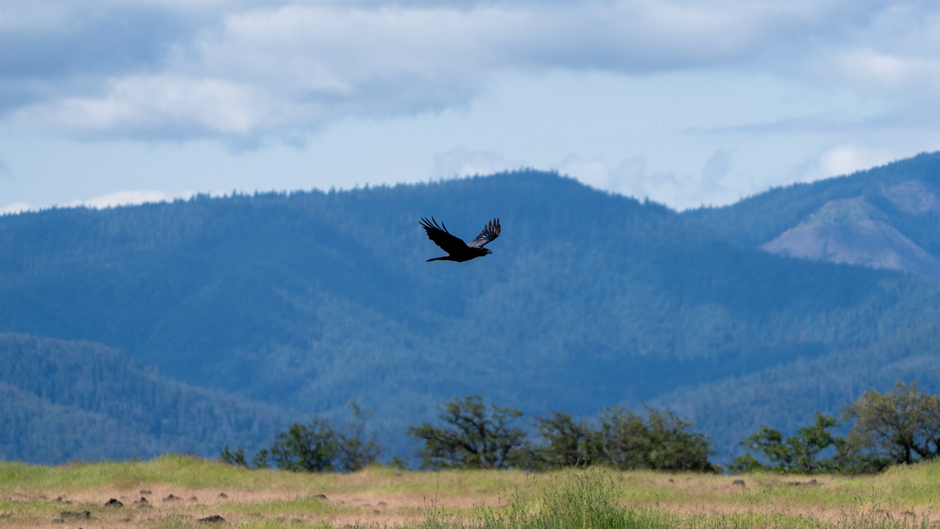 Raven on Lower Table Rock, Central Point, Oregon.
