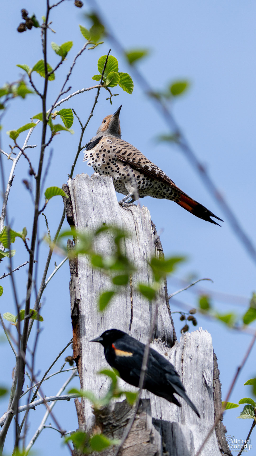 Northern Flicker along the Bear Creek Greenway near Talent, Oregon.