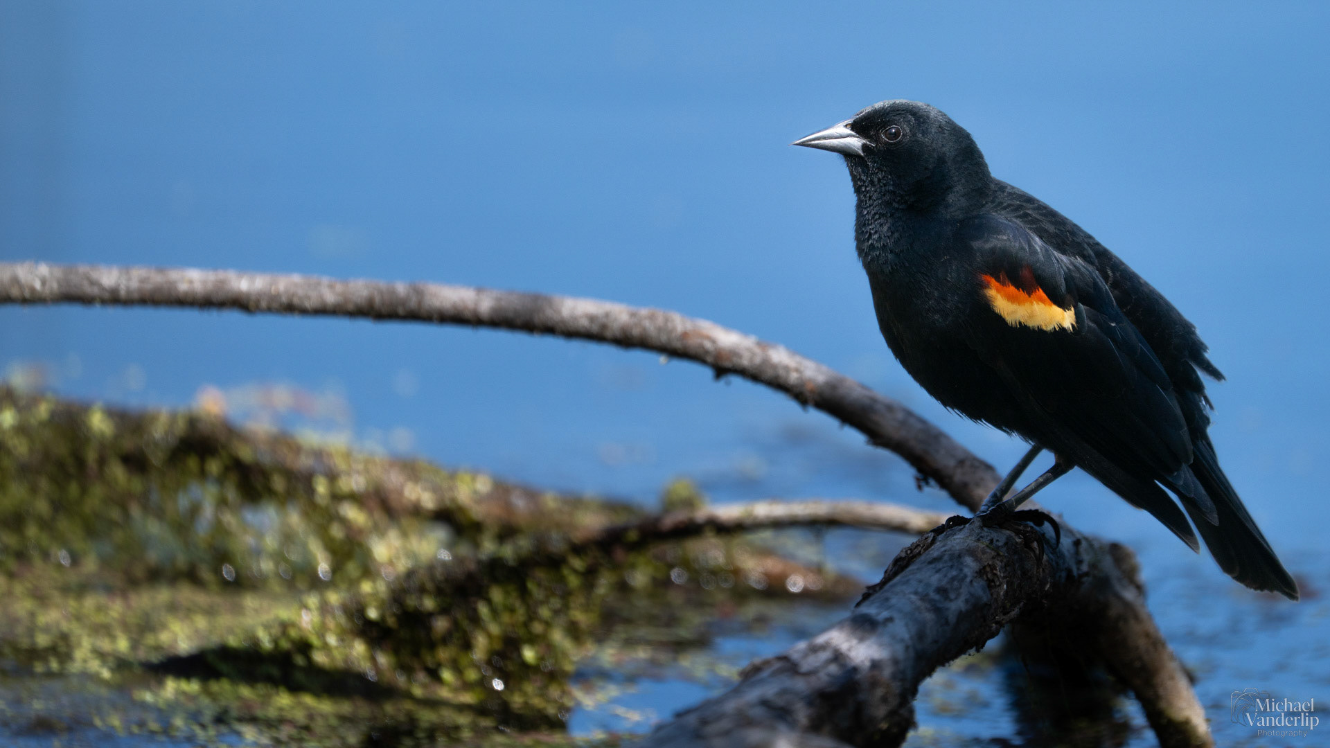 Red Winged Black Bird along the Bear Creek Greenway near Talent, Oregon.