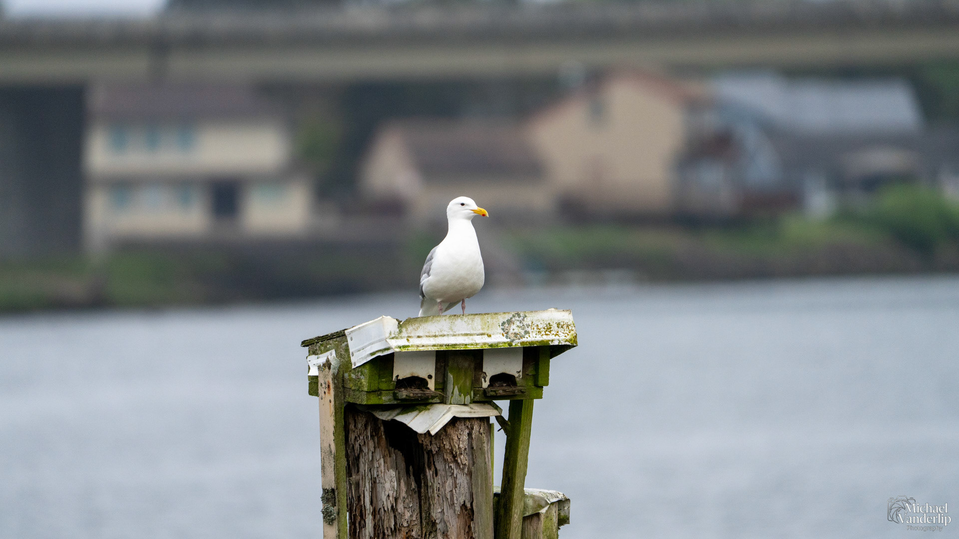 American Herring Gull along the Siletz River near Cutler City, Oregon.