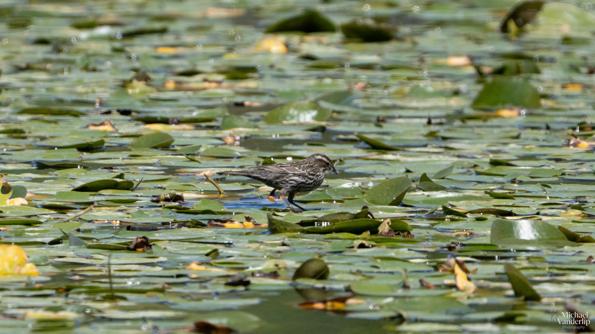 Red Winged Black Bird (female) along the Bear Creek Greenway near Talent, Oregon.