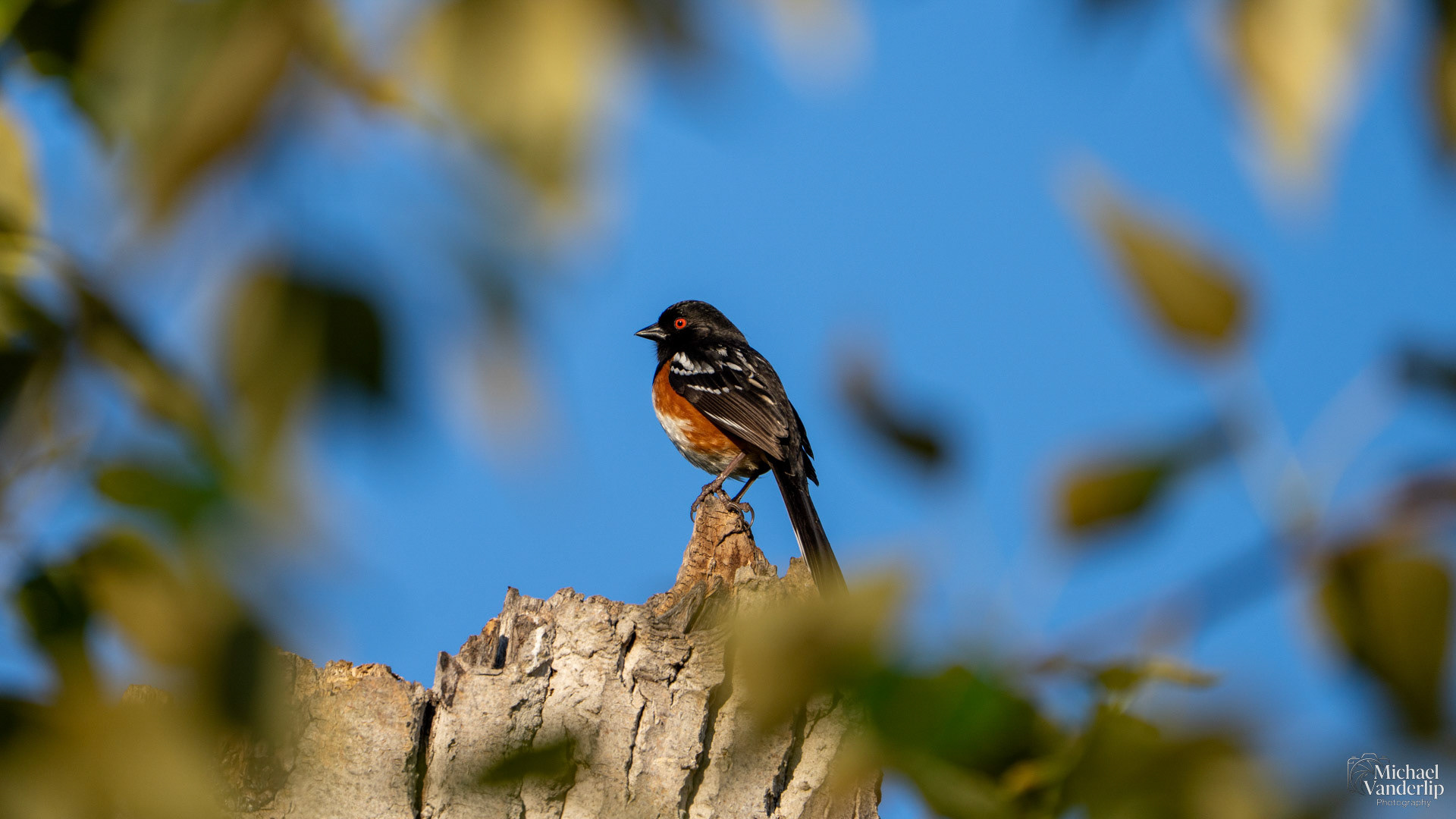 Black-Headed Grosbeak along the Bear Creek Greenway near Talent, Oregon.