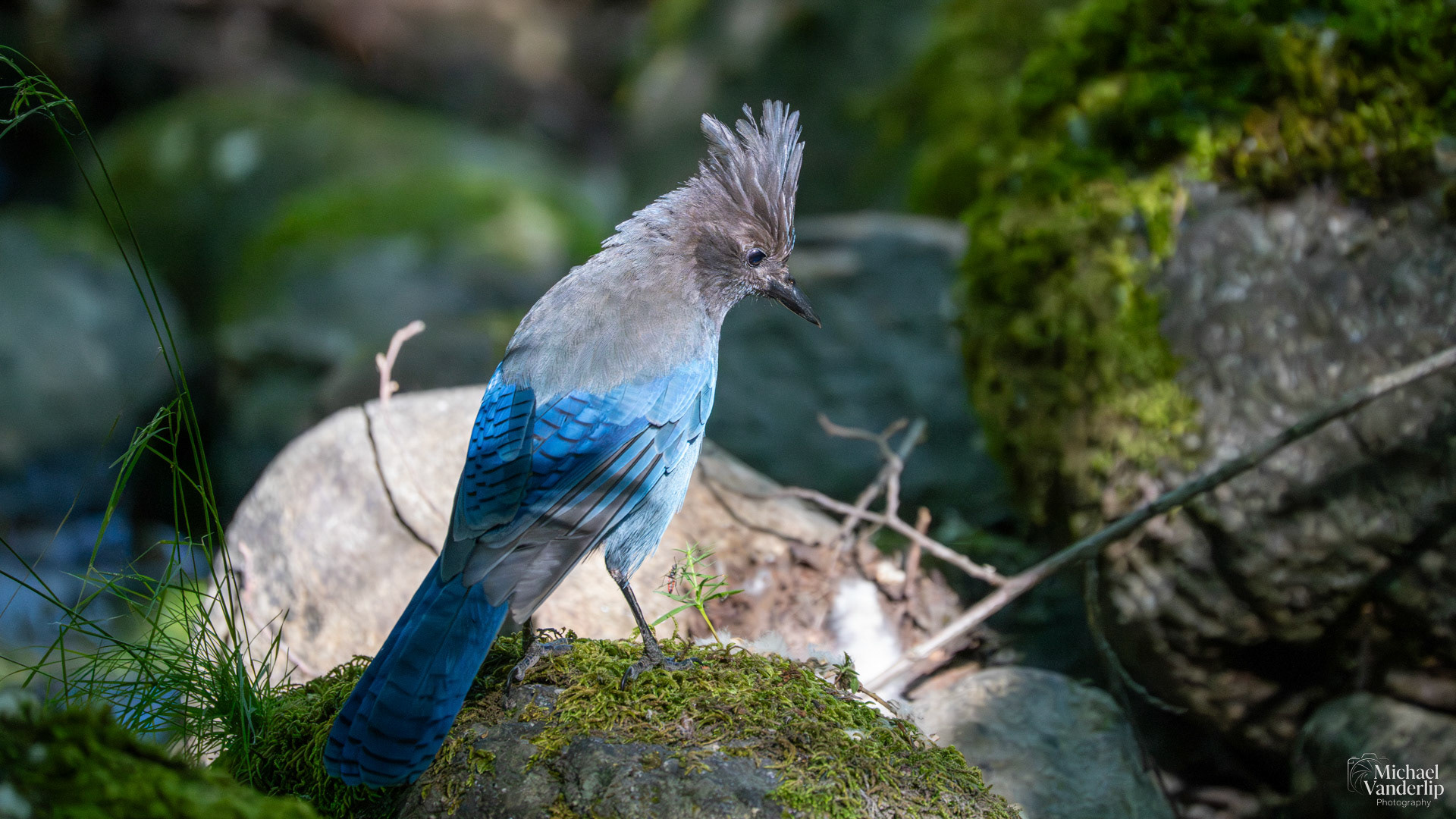Steller's Jay in Lithia Park, Ashland, Oregon.