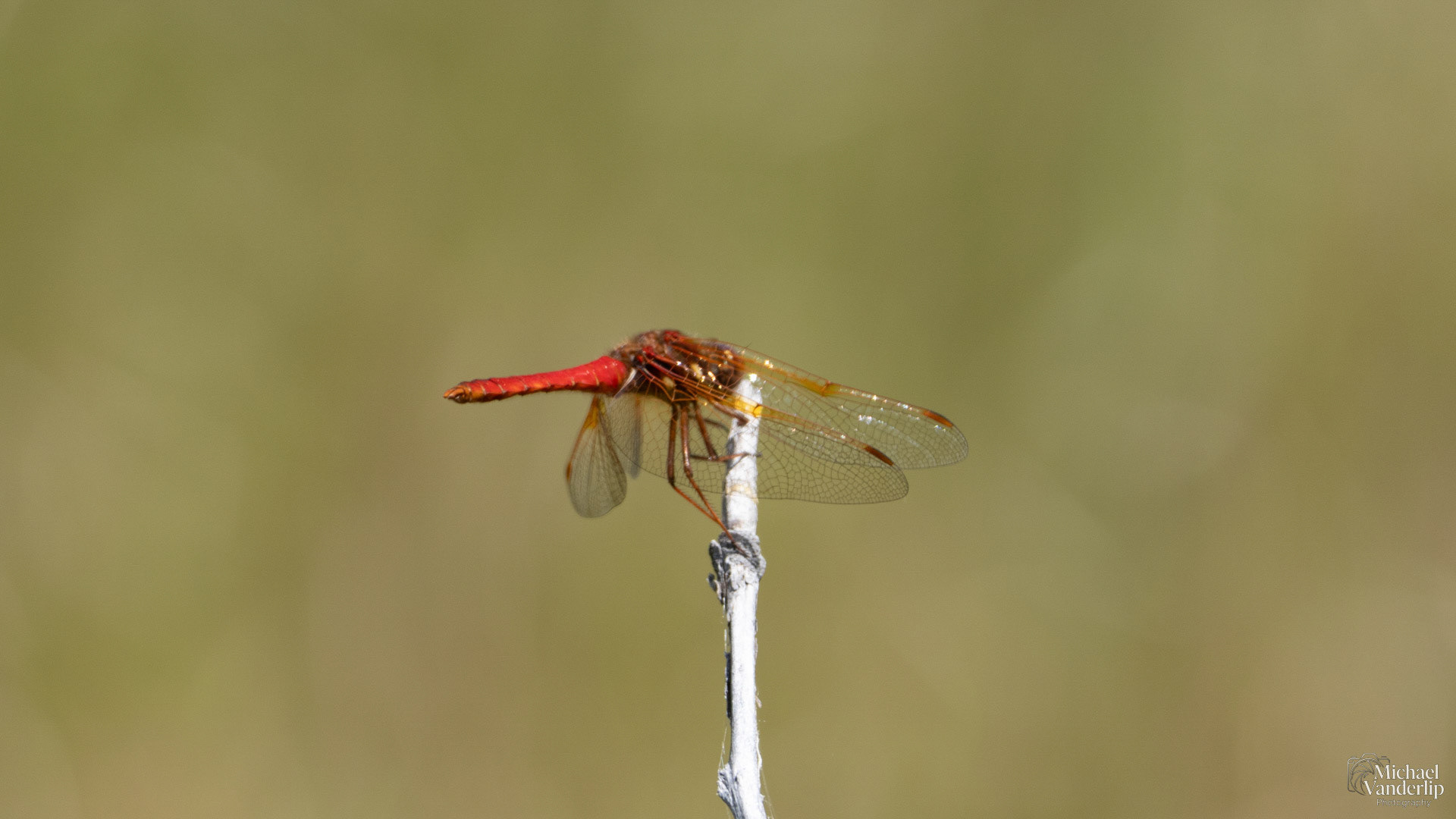Scarlet Dragonfly along the Bear Creek Greenway near Talent, Oregon.