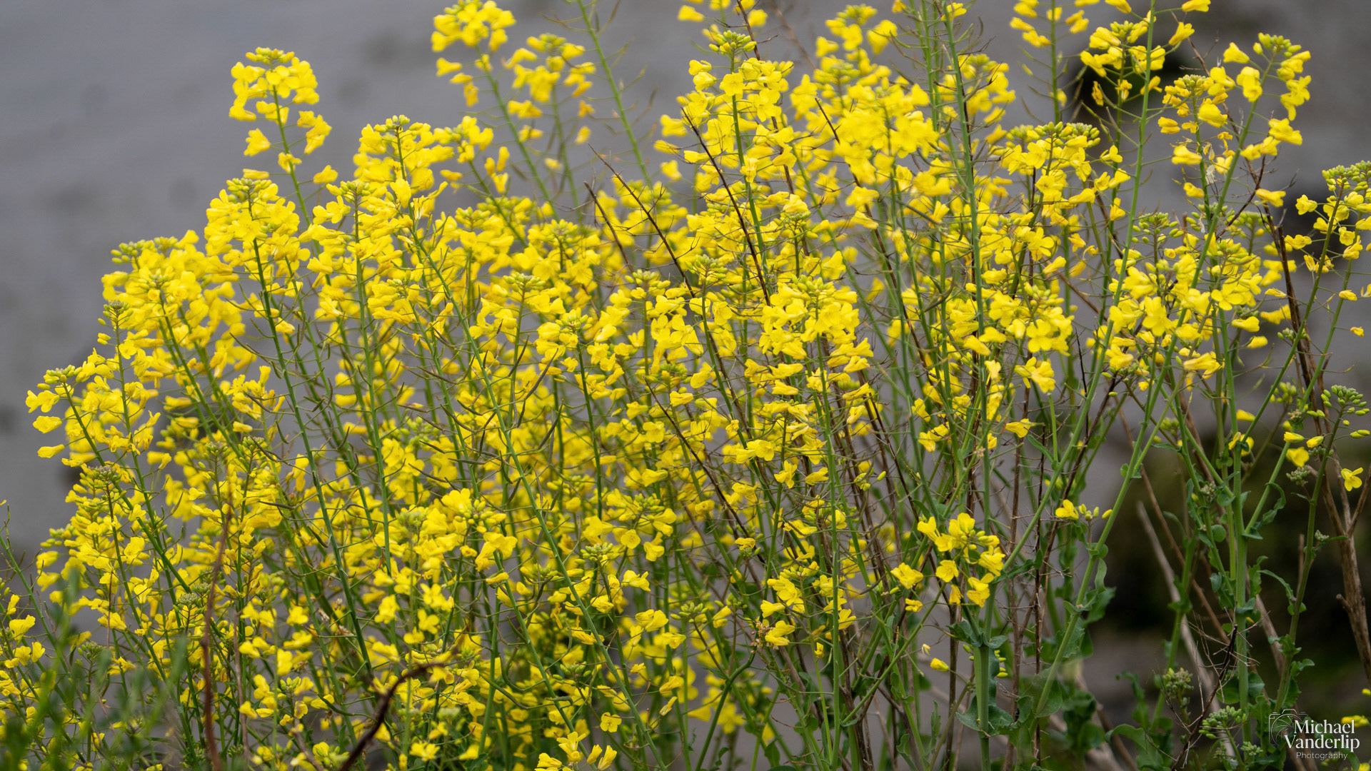 Wild Mustard plant along the coast near Lincoln City, Oregon.