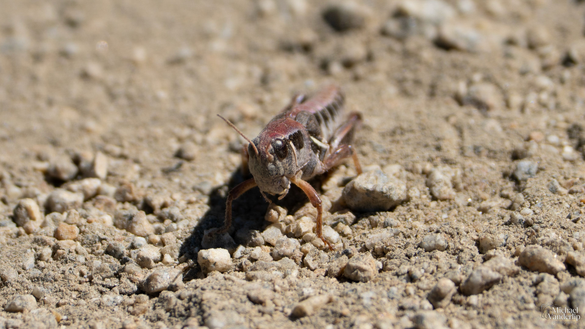 Dodge's Spur-Throat Grasshopper along the Roxy Ann Trail, Medford, Oregon.
