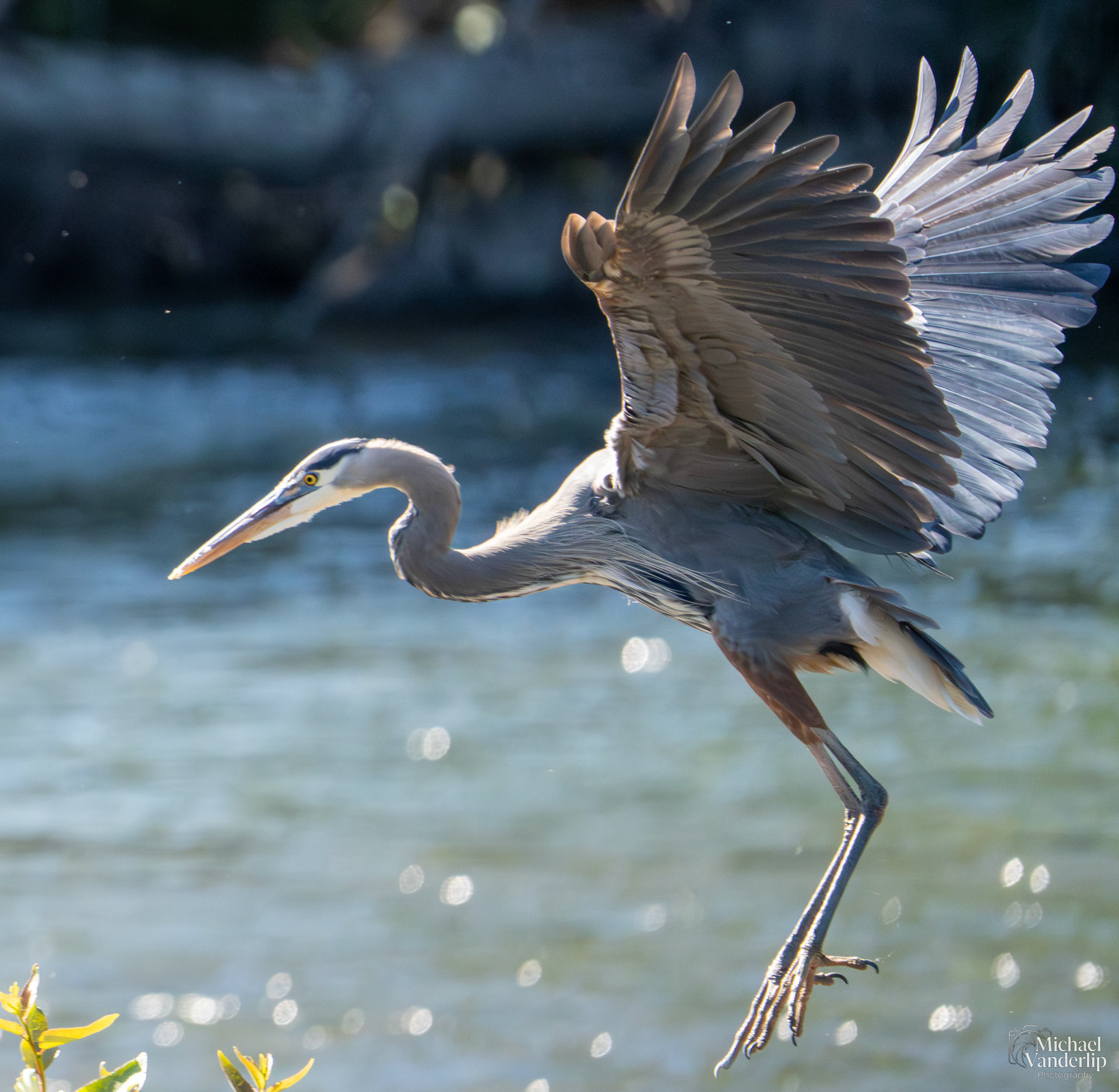 Great Blue Heron along the Rogue River near Tou Velle Park, White City, Oregon.