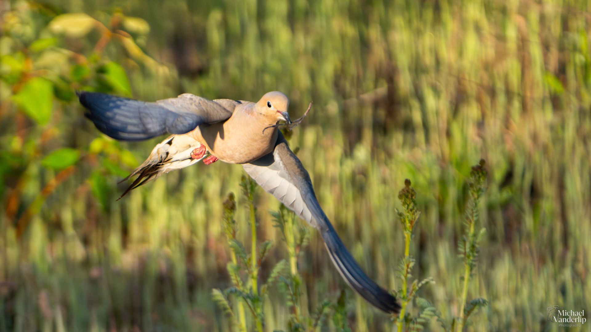 Mourning Dove along the Bear Creek Greenway near Talent, Oregon.