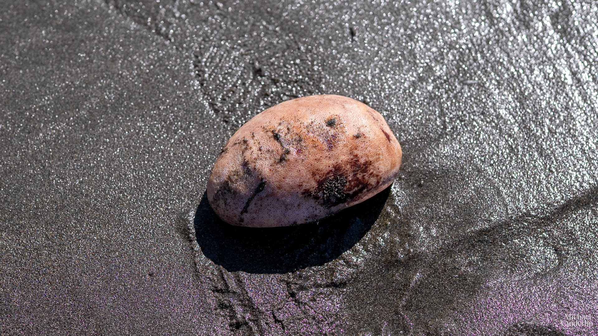 Gumboot Chiton on Harris Beach, Brookings, Oregon.