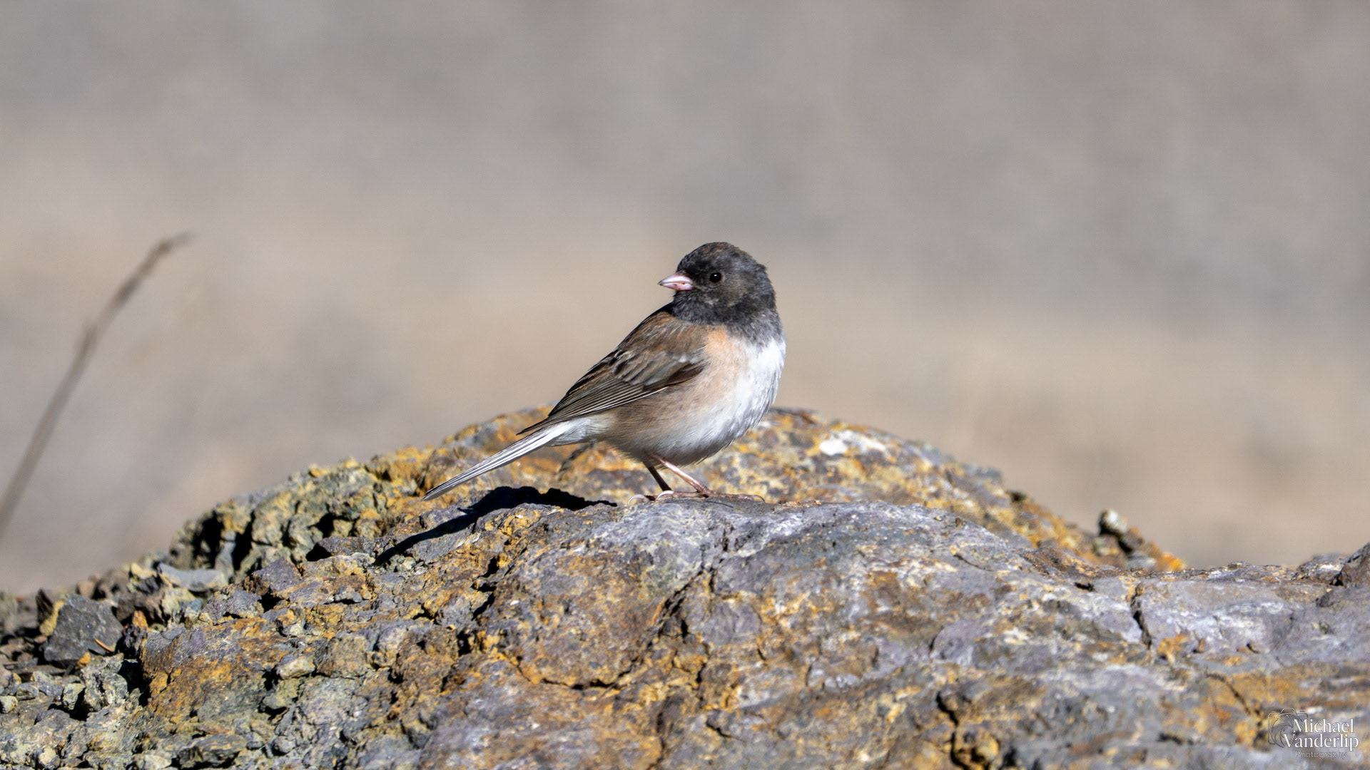 Dark-Eyed Junco along the Pacific Crest Trail near Mt. Ashland, Oregon.