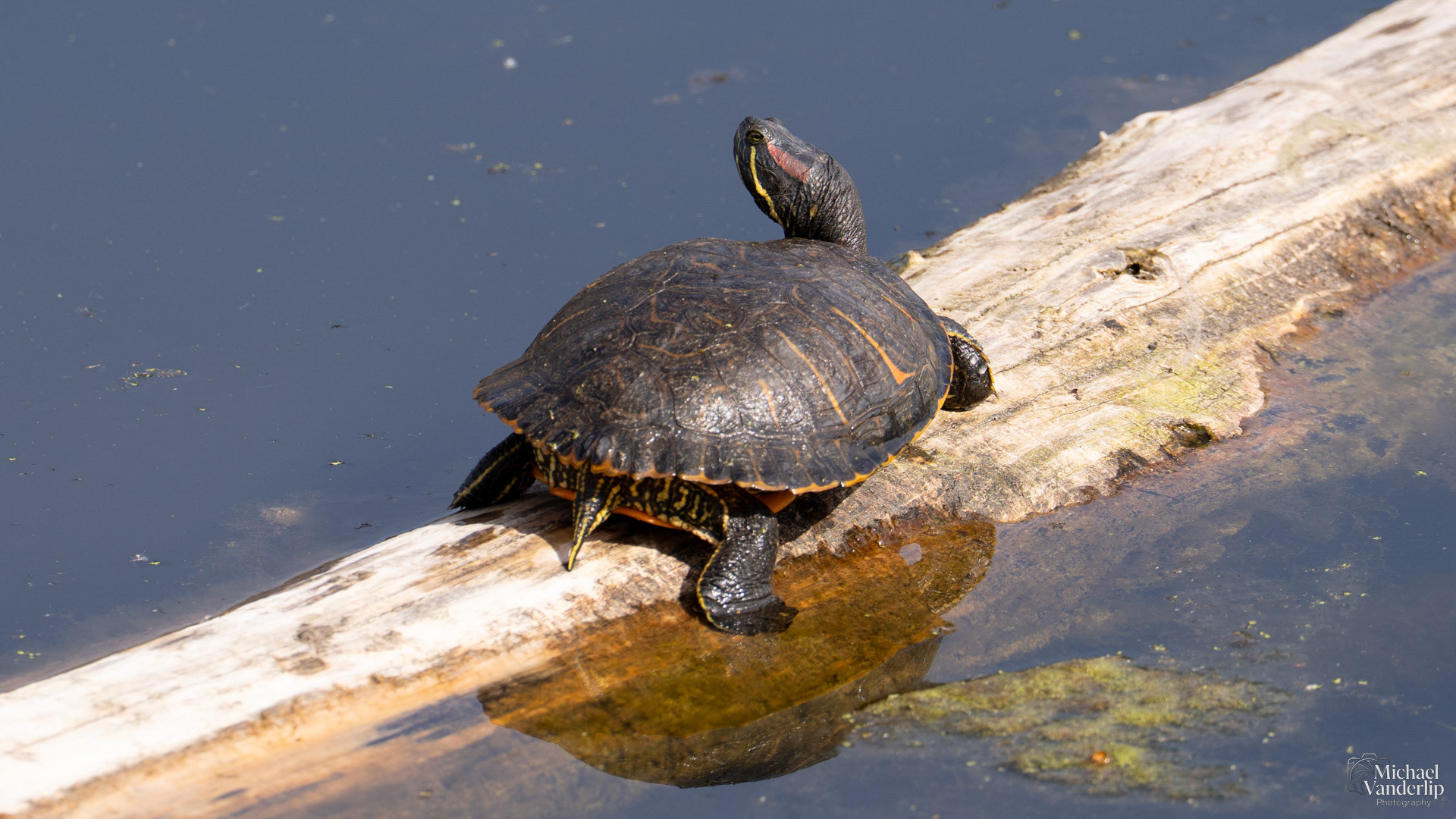 Red-Eared Slider Turtle along the Bear Creek Greenway near Talent, Oregon.