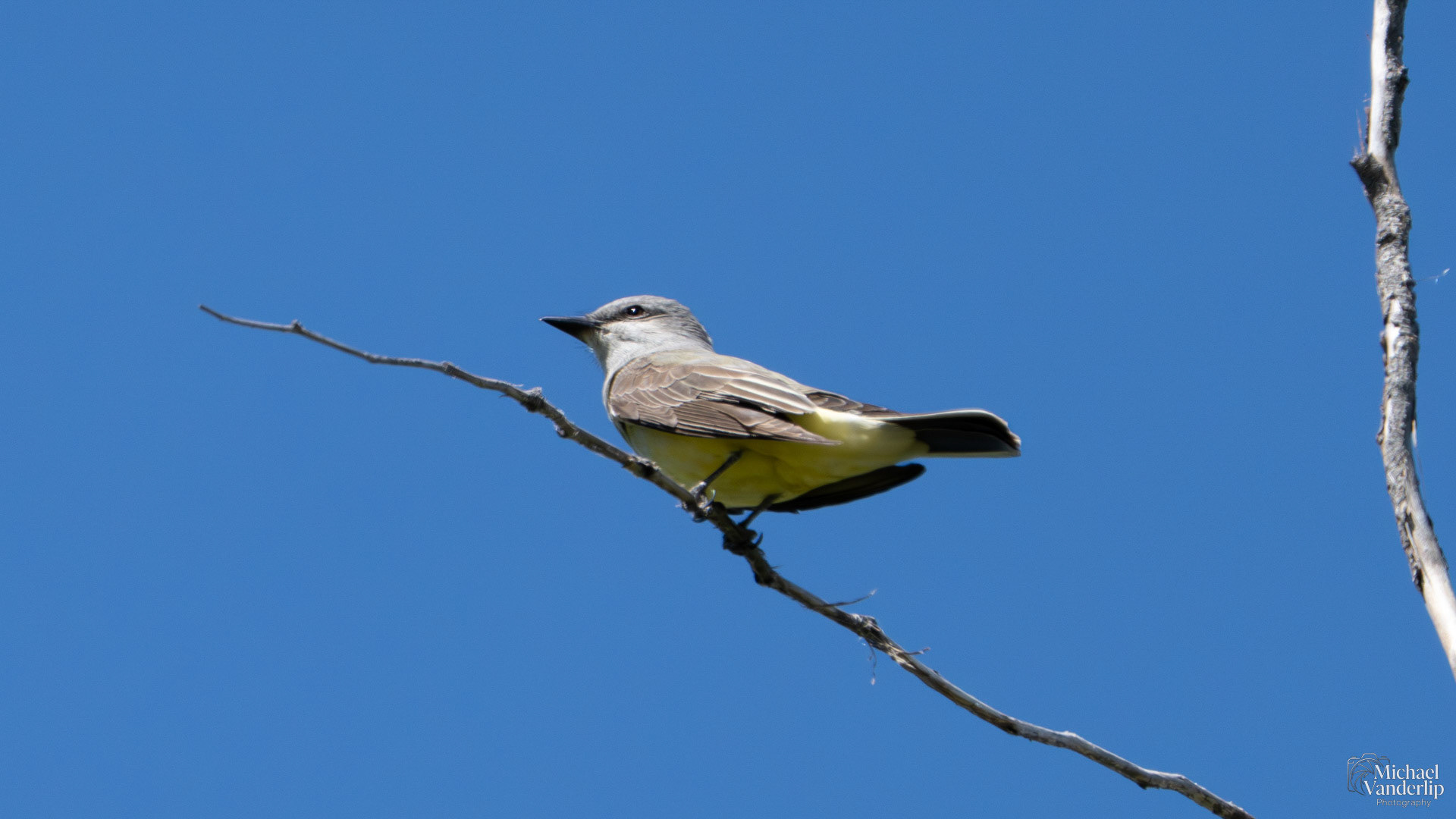 Western Kingbird along the Bear Creek Greenway near Talent, Oregon.