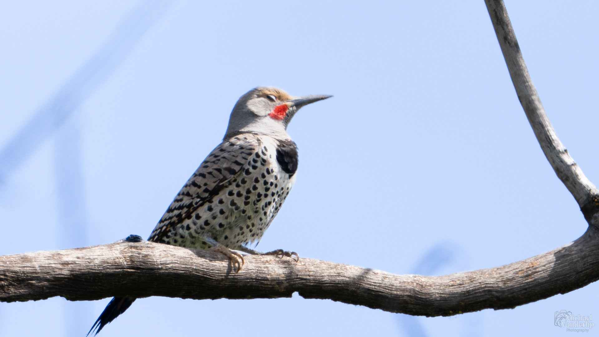 Northern Flicker along the Bear Creek Greenway near Talent, Oregon.