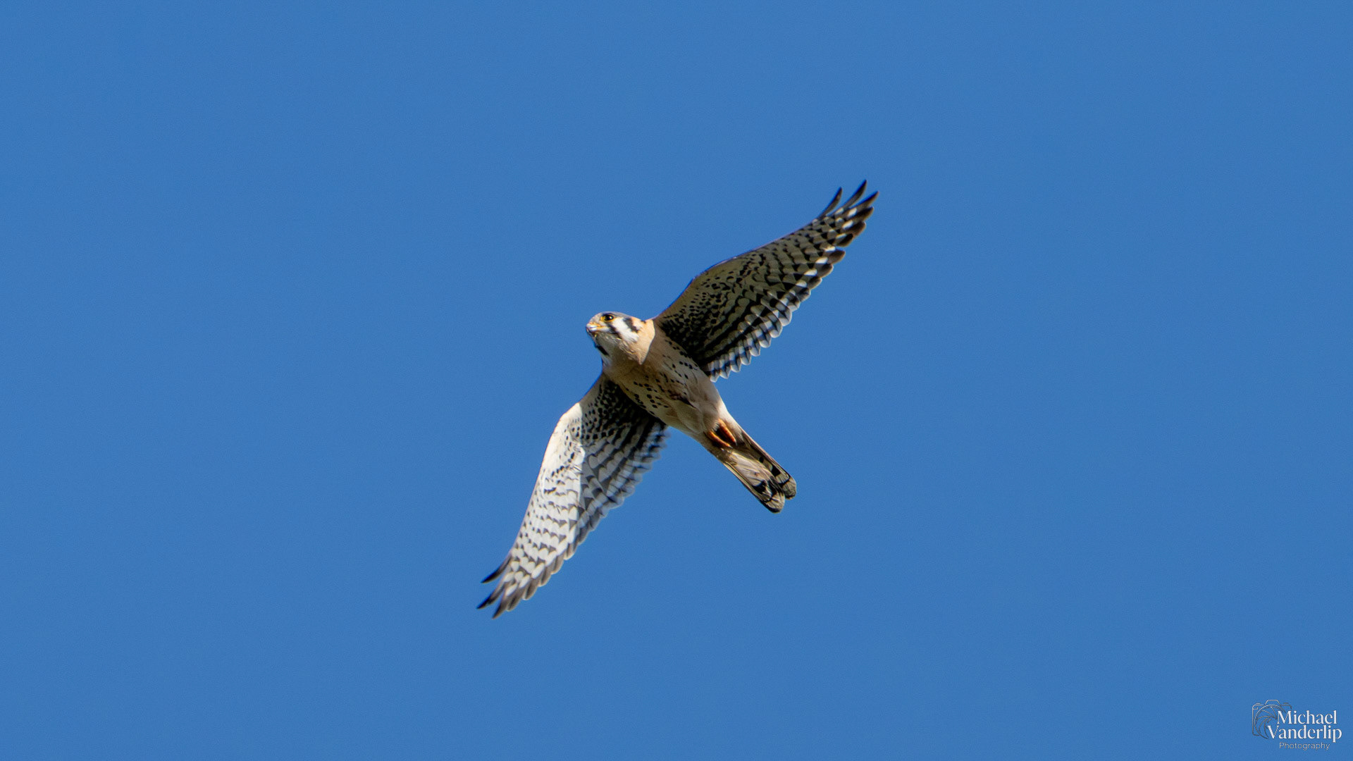 American Kestrel along the Bear Creek Greenway near Talent, Oregon.