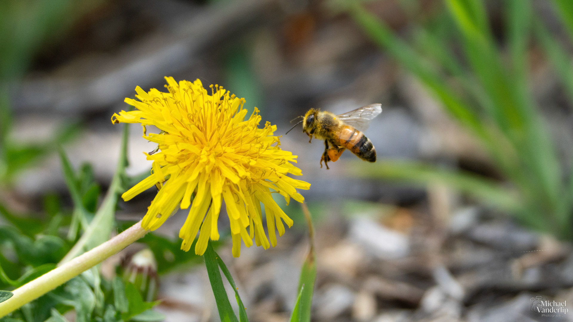 Honey Bee and Dandelion along the Bear Creek Greenway near Talent, Oregon.