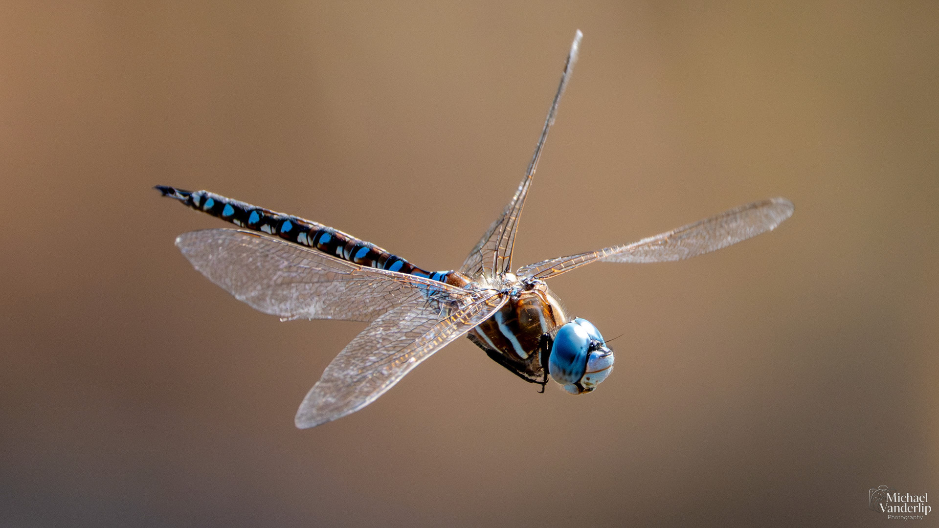 Blue-Eyed Darner Dragonfly along the Bear Creek Greenway near Talent, Oregon.