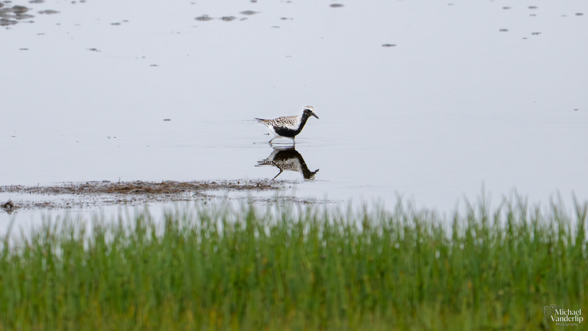 Black-Bellied Plover on the coast near Lincoln City, Oregon.