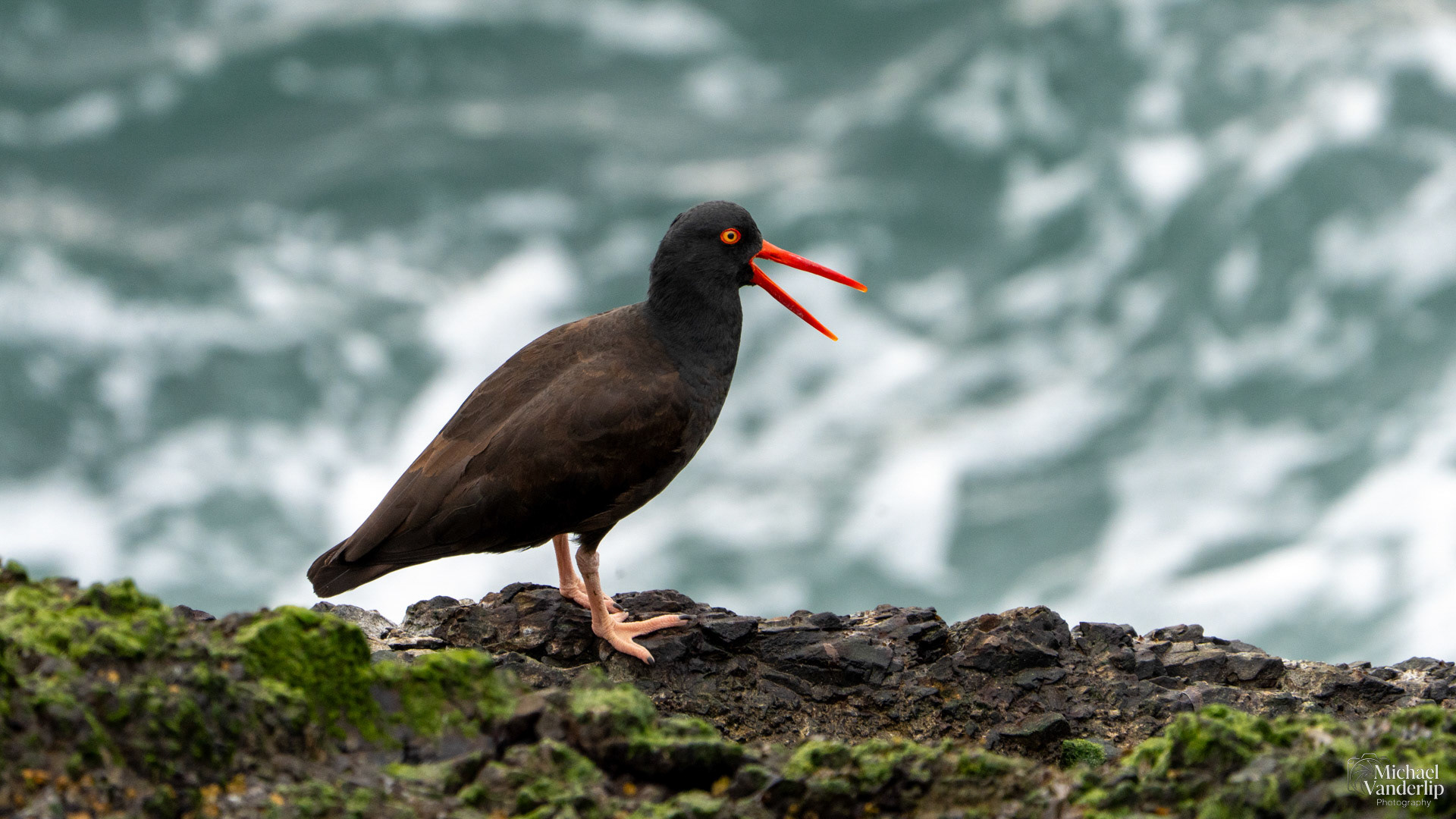 Black Oystercatcher on the coast, Depoe Bay, Oregon.