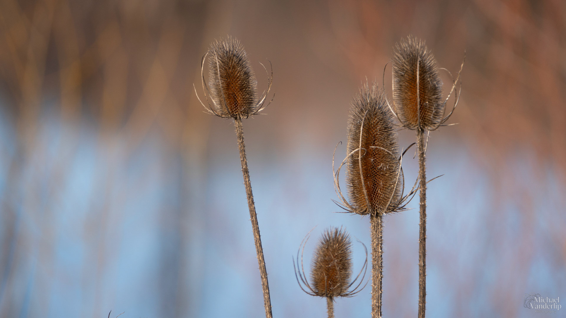 Teasel along the Bear Creek Greenway near Talent, Oregon.