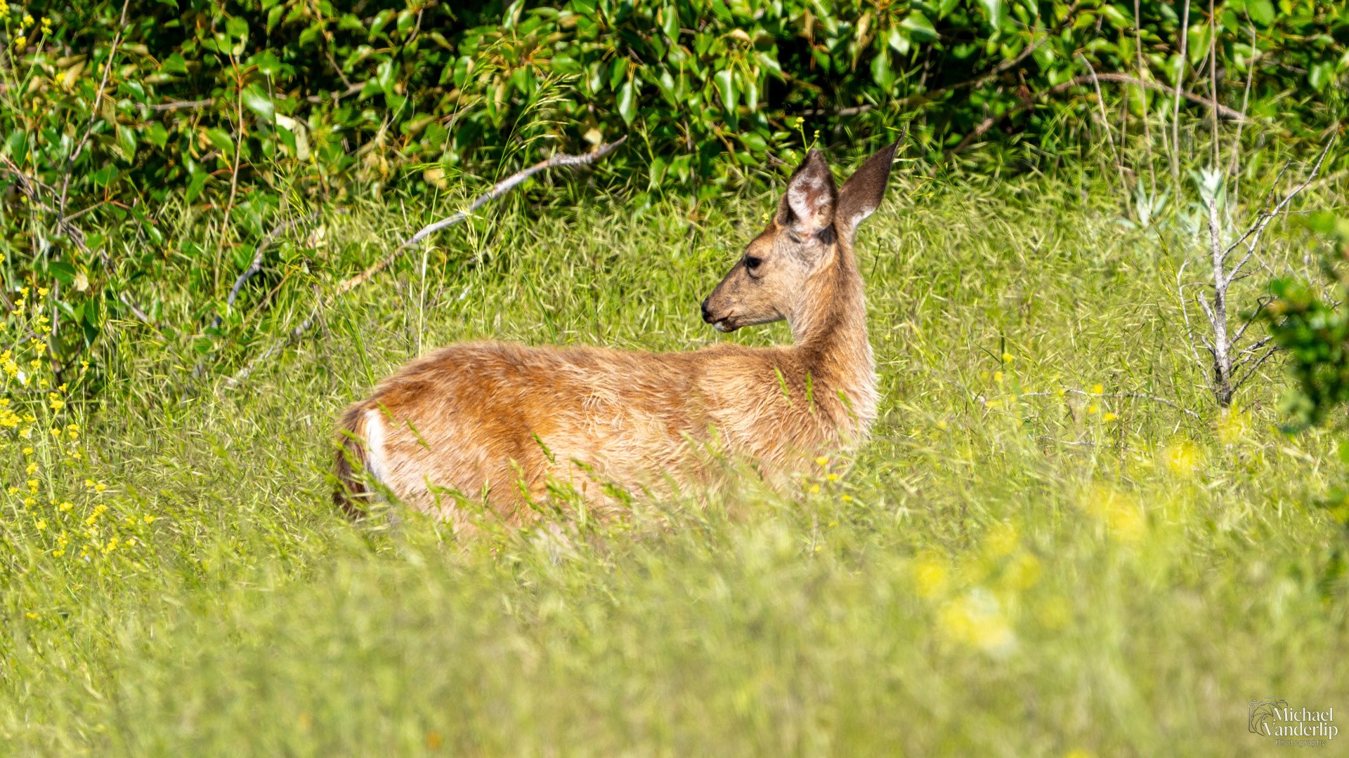 Black Tail Deer along the Bear Creek Greenway near Talent, Oregon.