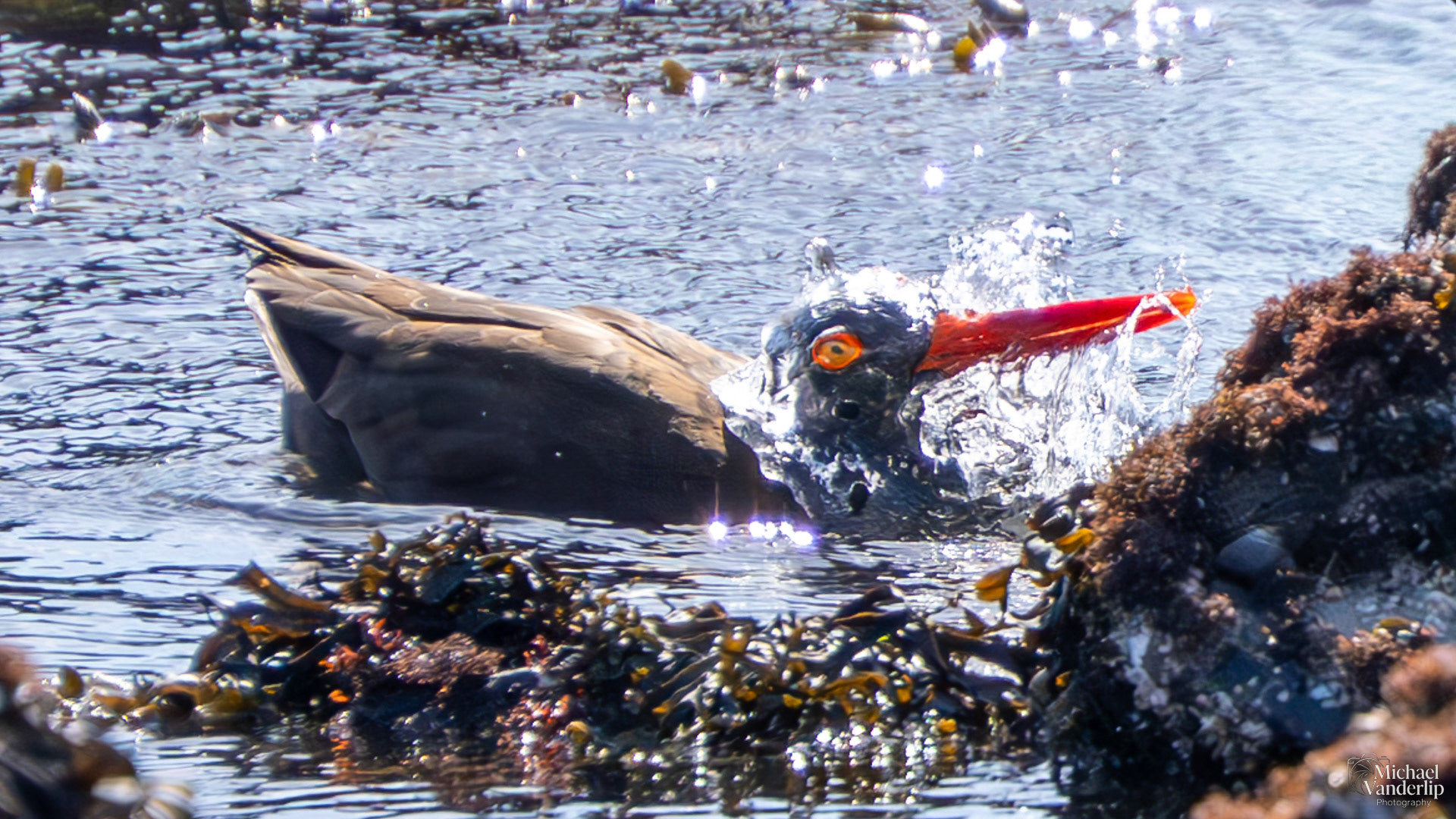 Black Oystercatcher on Harris Beach, Brookings, Oregon.