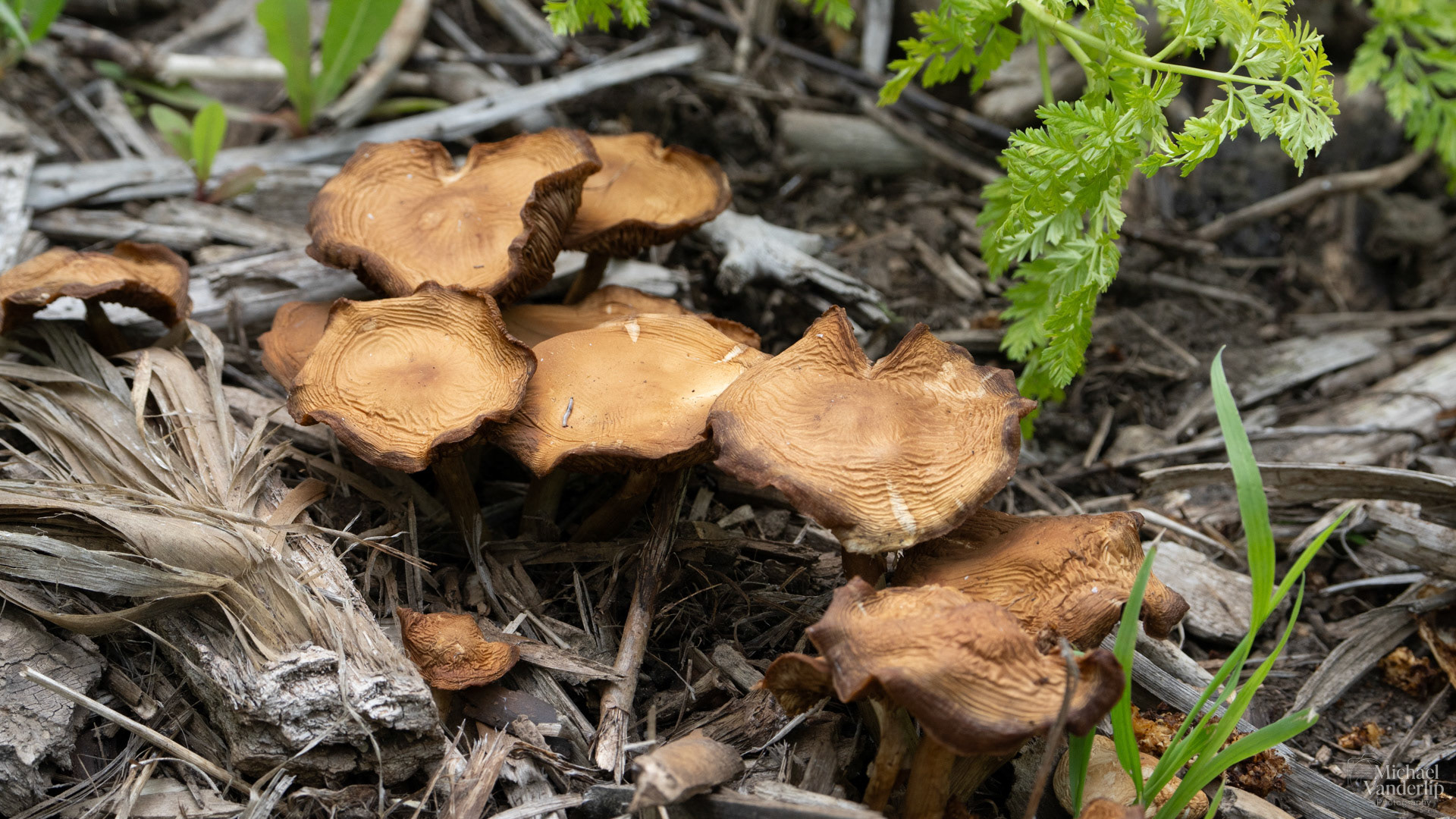 Wavy Cap Mushrooms along the Bear Creek Greenway near Talent, Oregon.