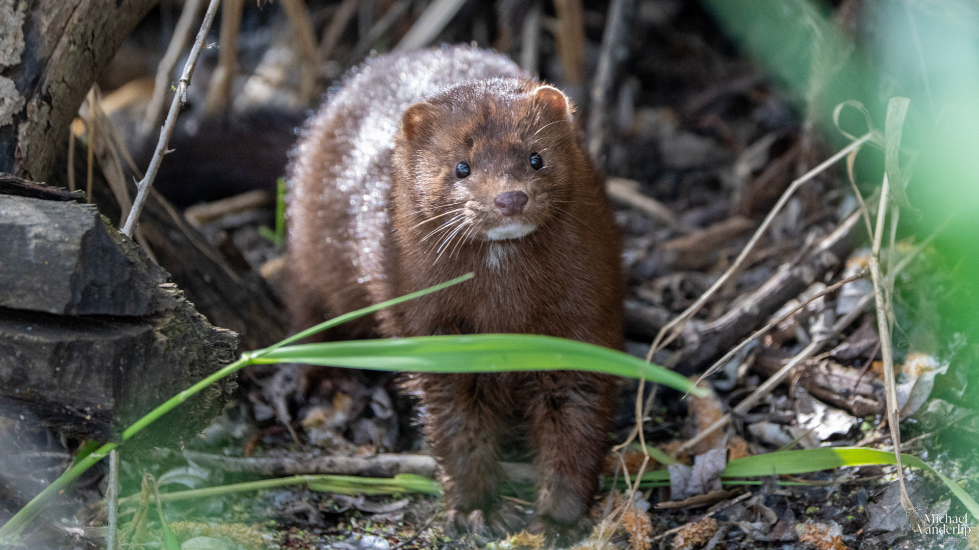 American Mink along the Bear Creek Greenway near Talent, Oregon.