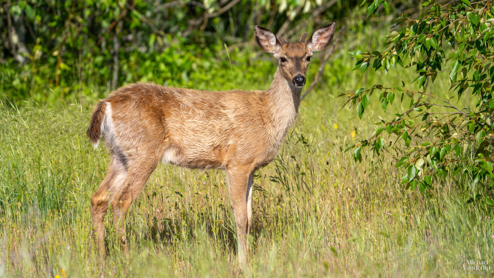 Black Tail Deer along the Bear Creek Greenway near Talent, Oregon.