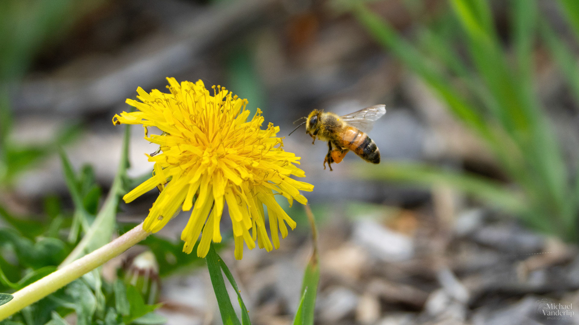 Honey Bee and Dandelion along the Bear Creek Greenway near Talent, Oregon.