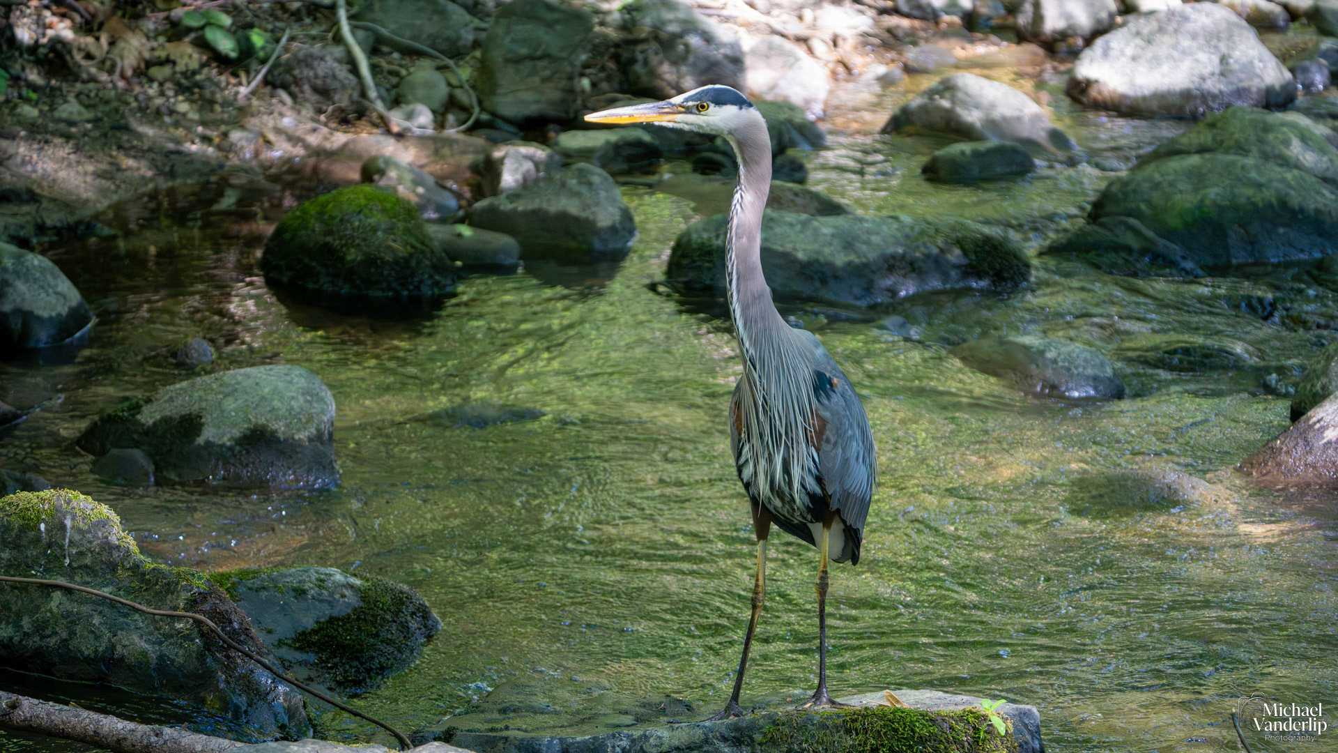 Great Blue Heron in Lithia Park, Ashland, Oregon.