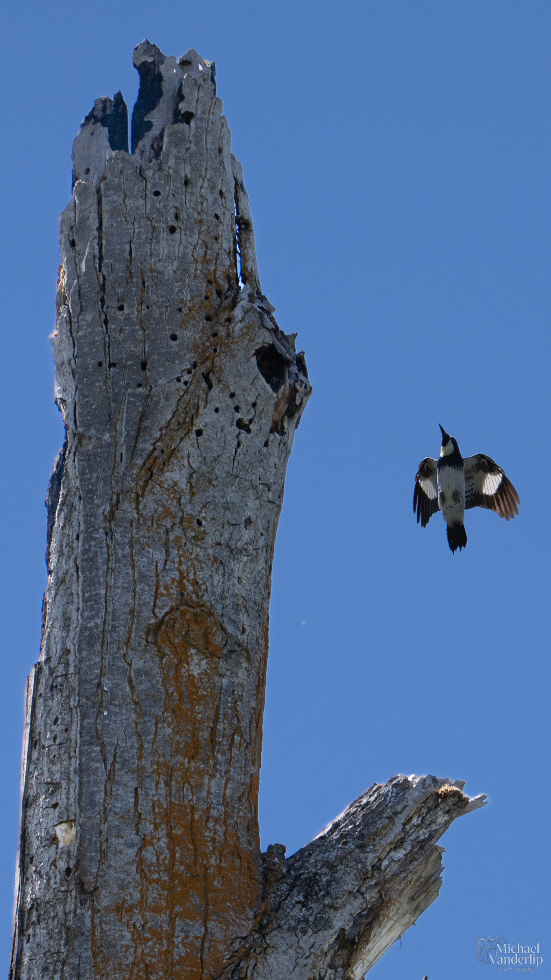 Acorn Woodpecker along the Bear Creek Greenway near Talent, Oregon.