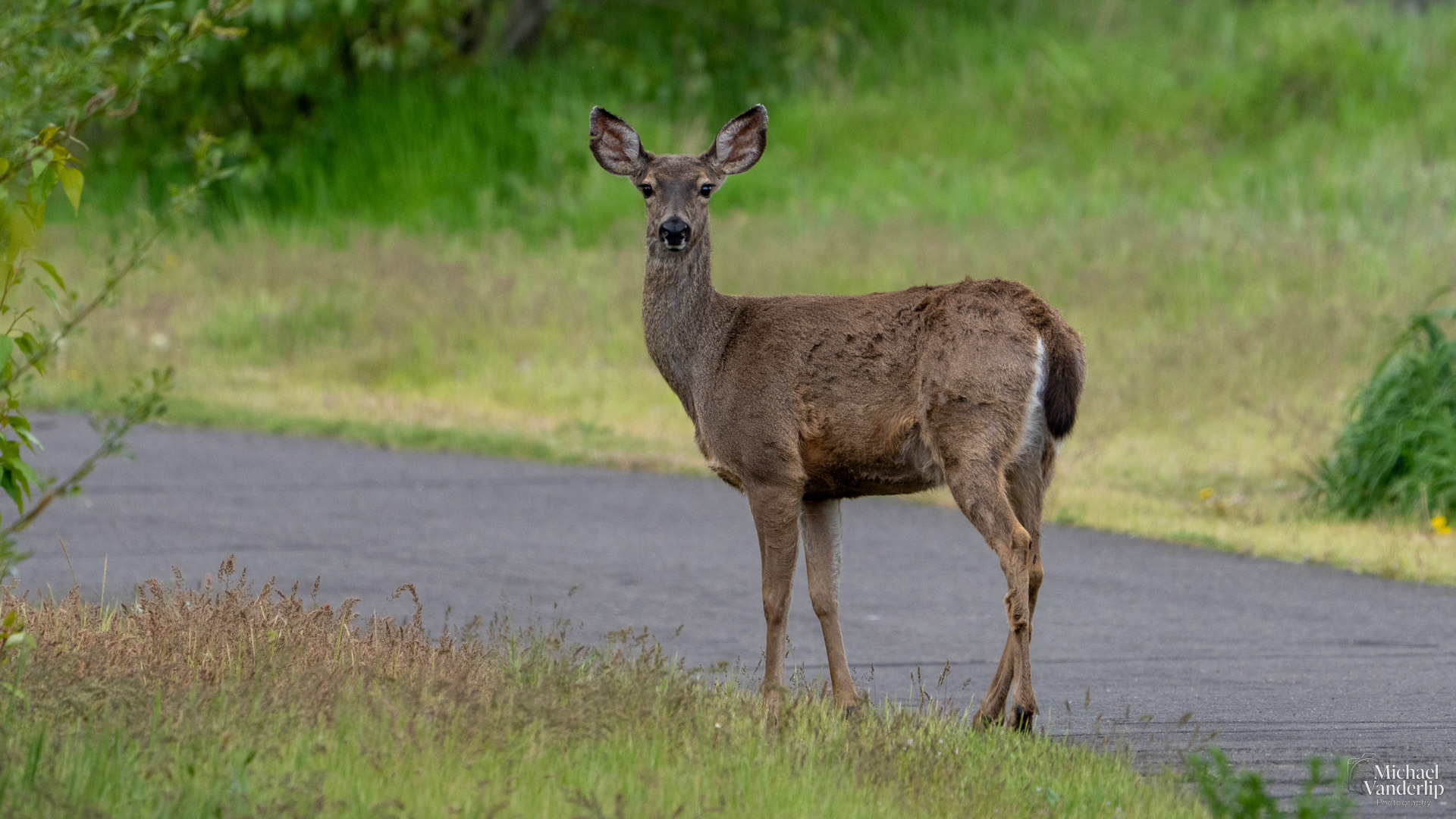 Black Tail Deer along the Bear Creek Greenway near Talent, Oregon.