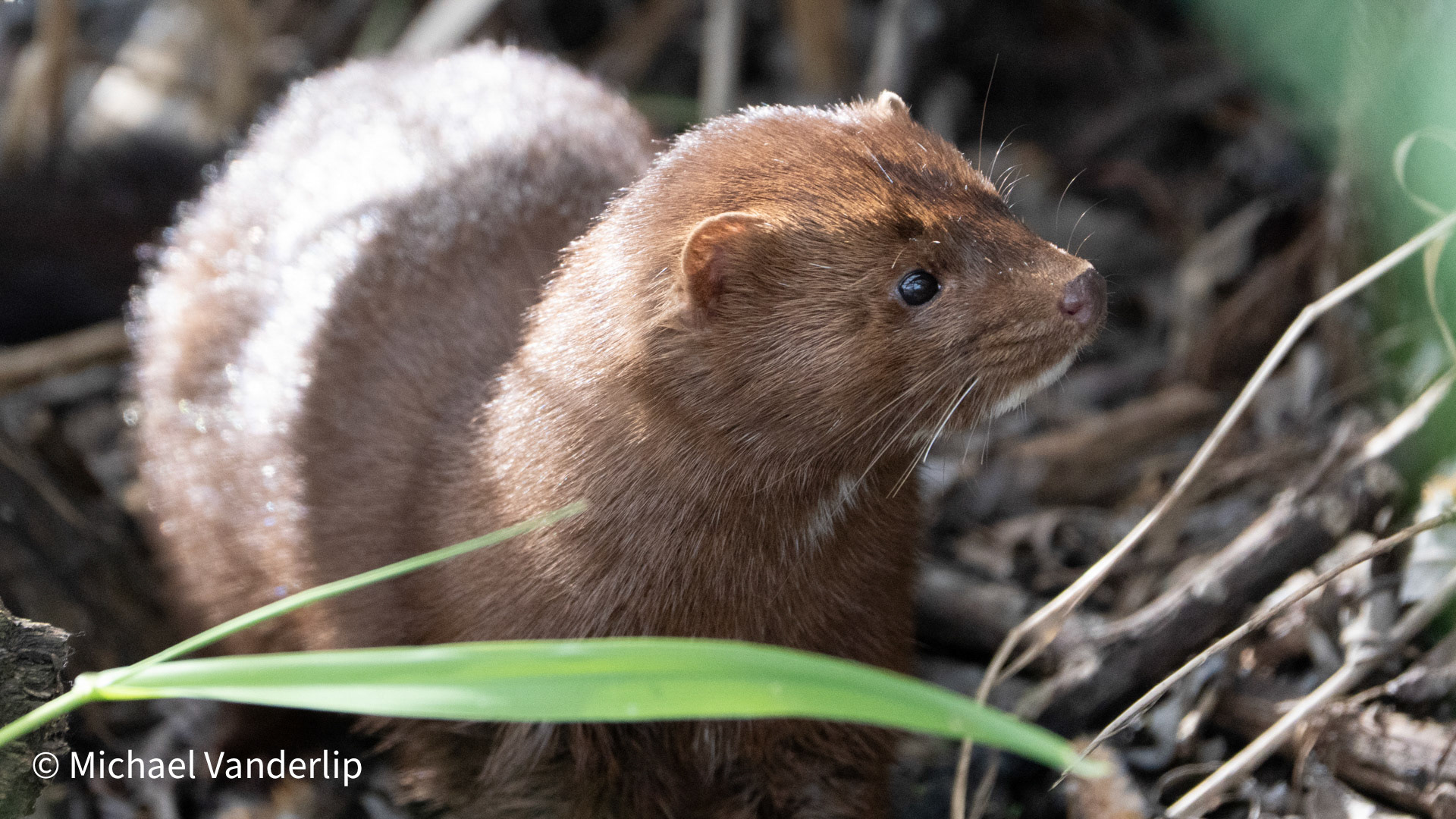 American Mink along the Bear Creek Greenway near Talent, Oregon.