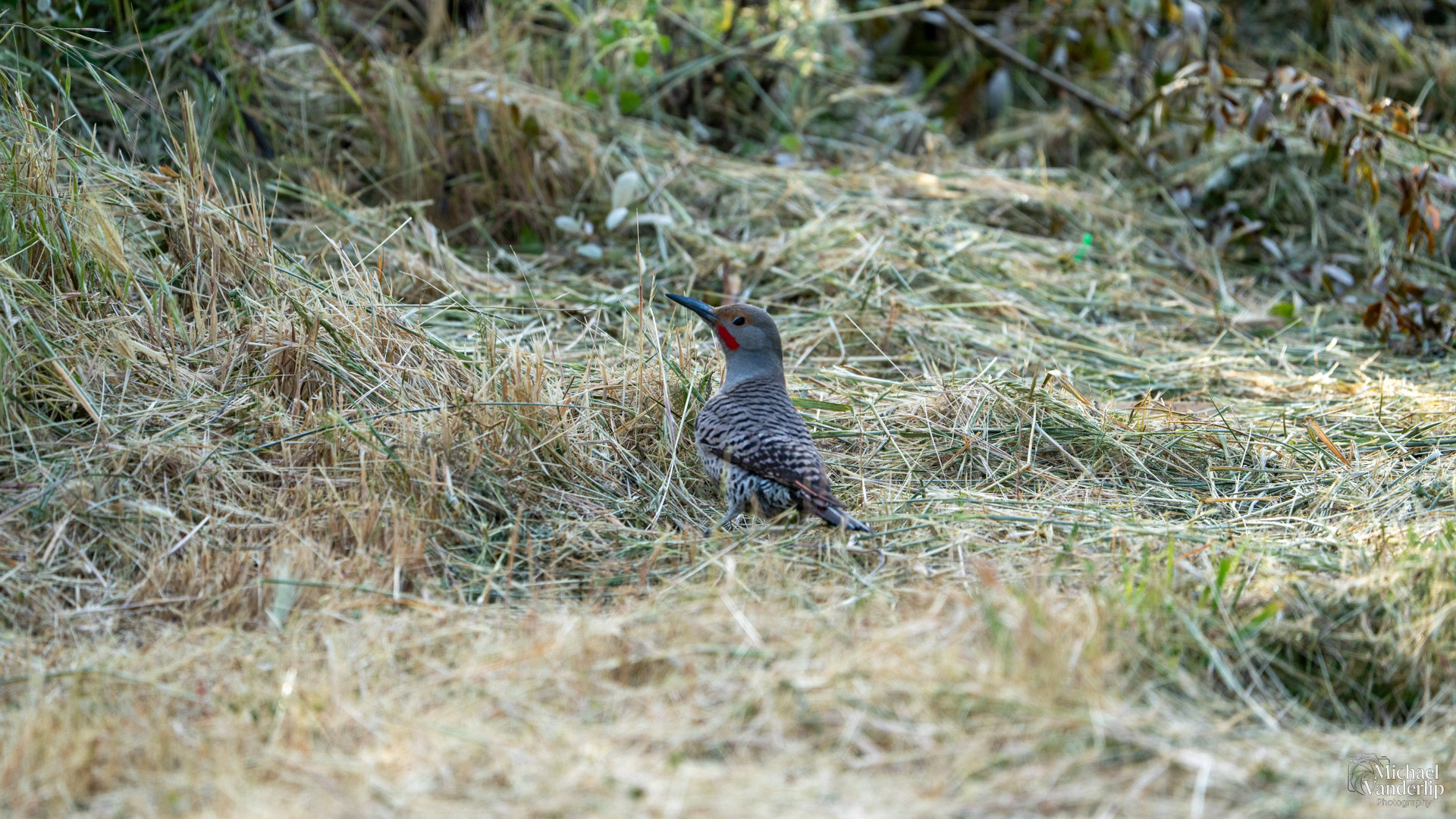 Northern Flicker along the Bear Creek Greenway near Talent, Oregon.