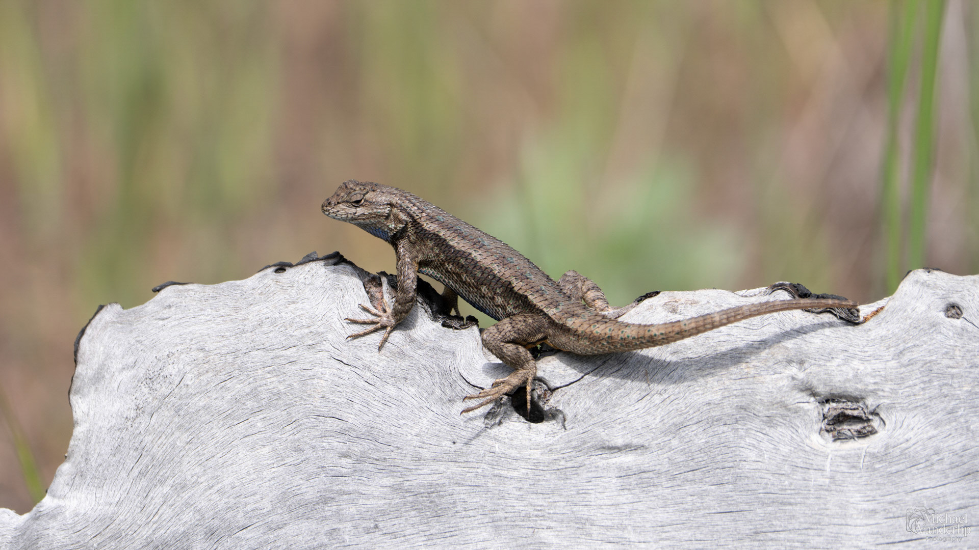 Western Fence Lizard along the Bear Creek Greenway near Talent, Oregon.
