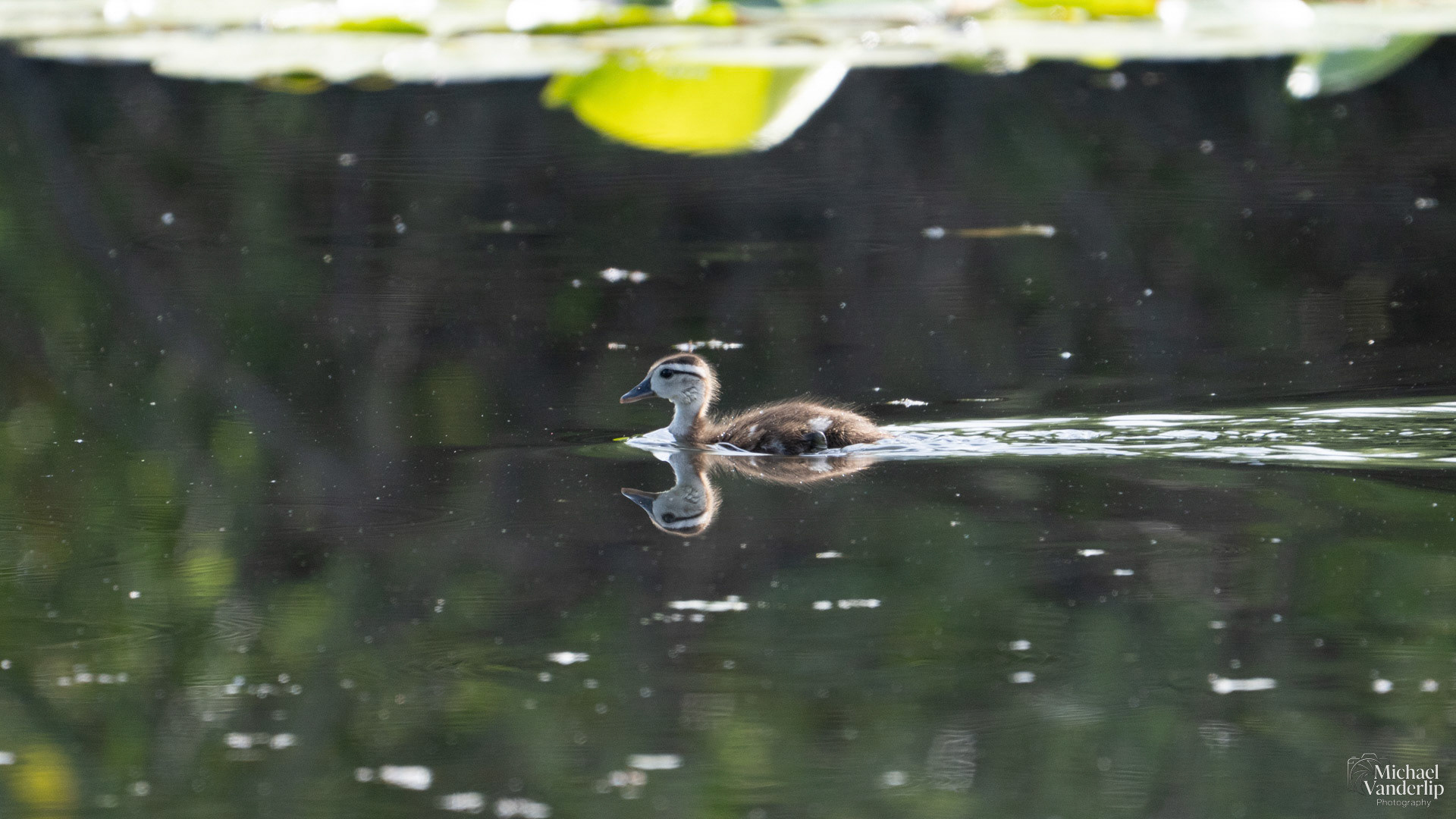 Wood Duck along the Bear Creek Greenway near Talent, Oregon.